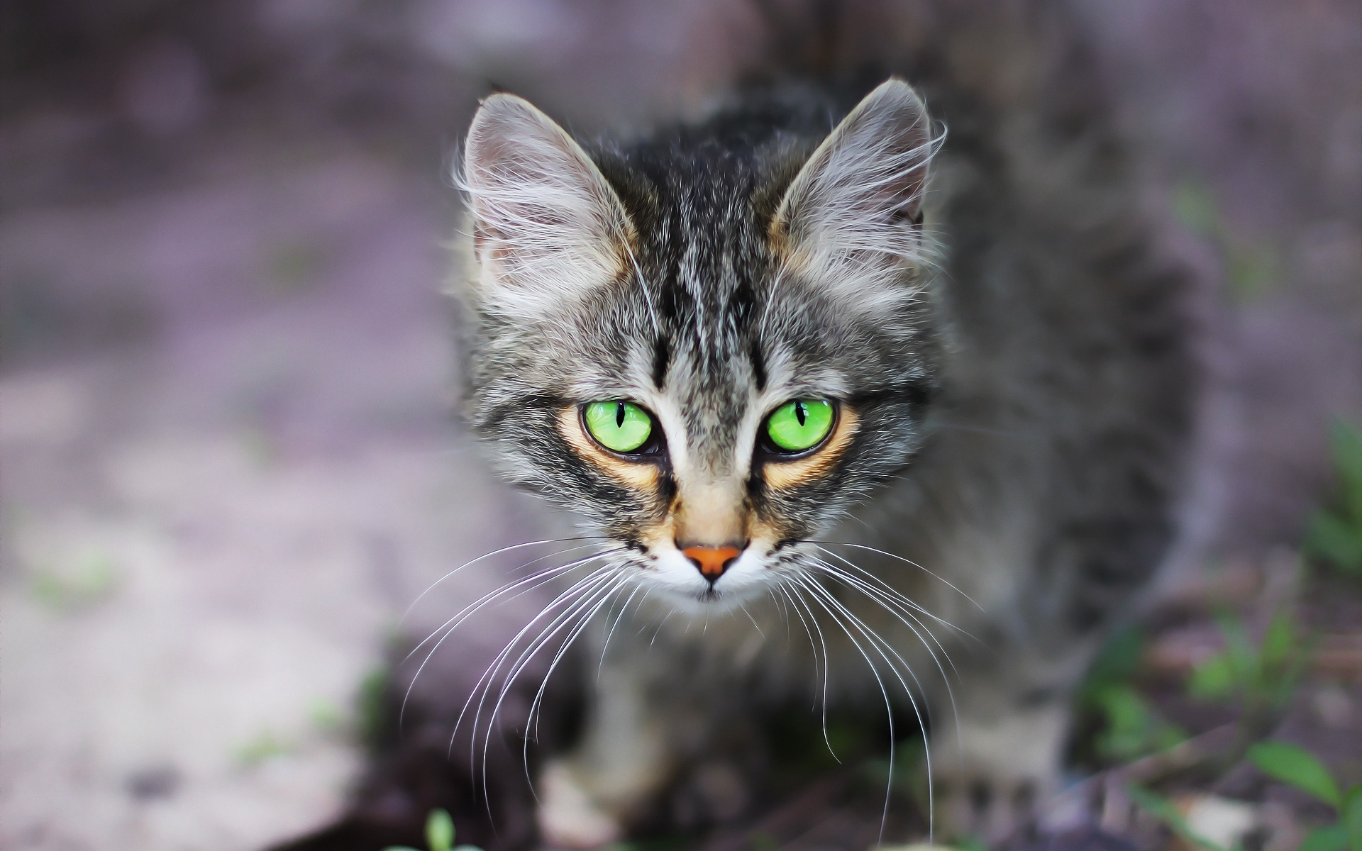 Фото Зеленых Котят