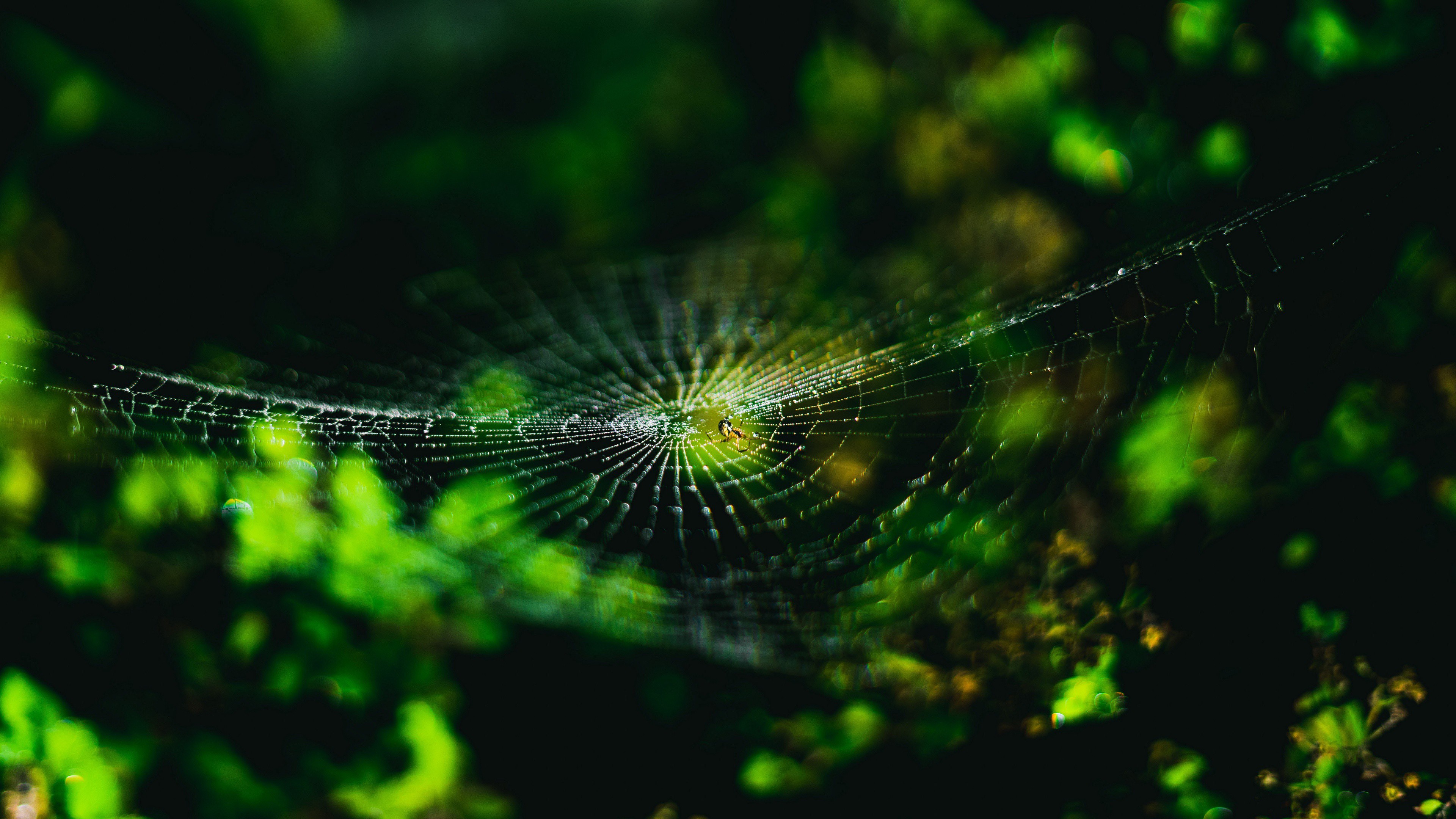 web, паук