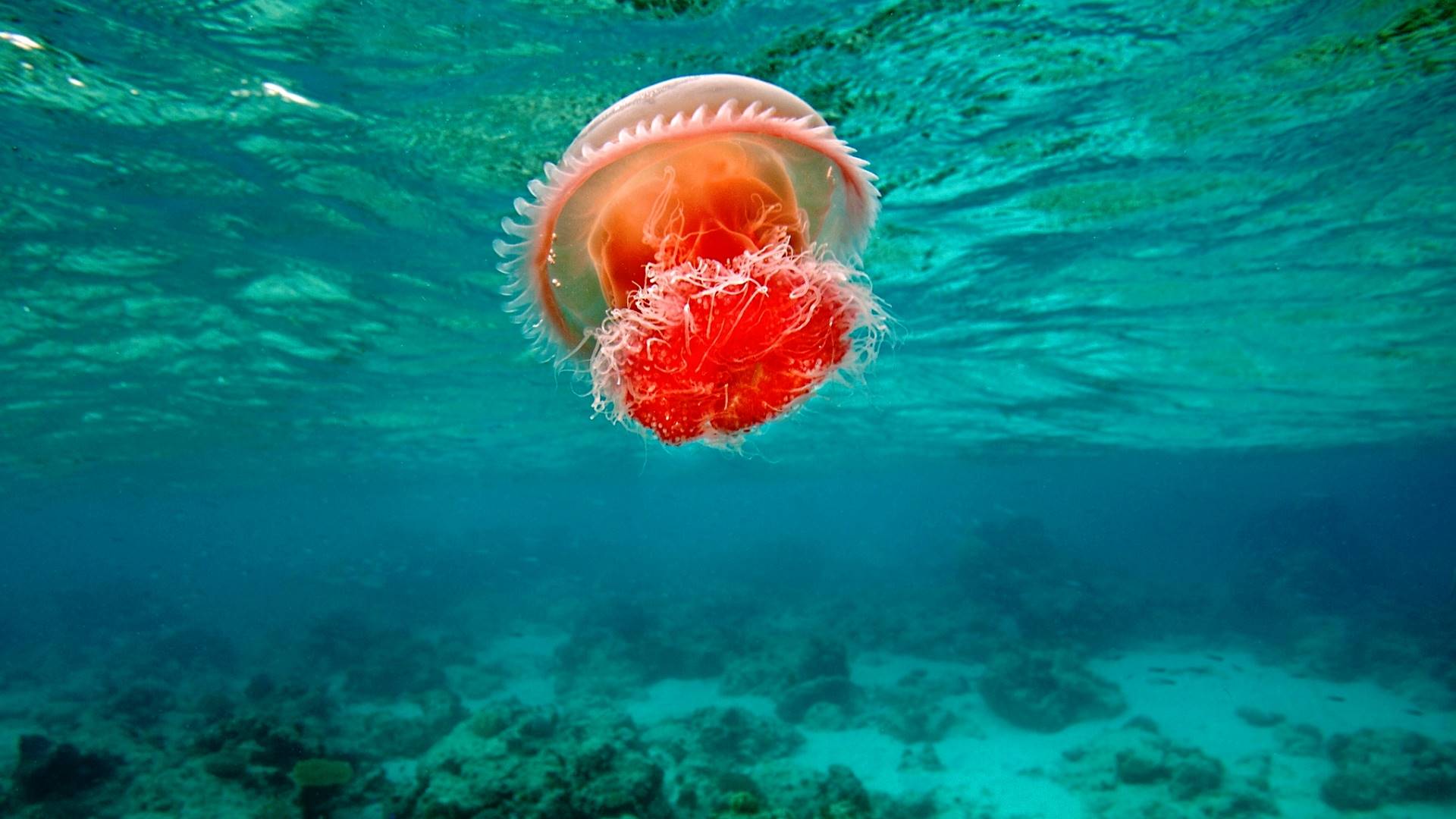 jellyfish, миро, live