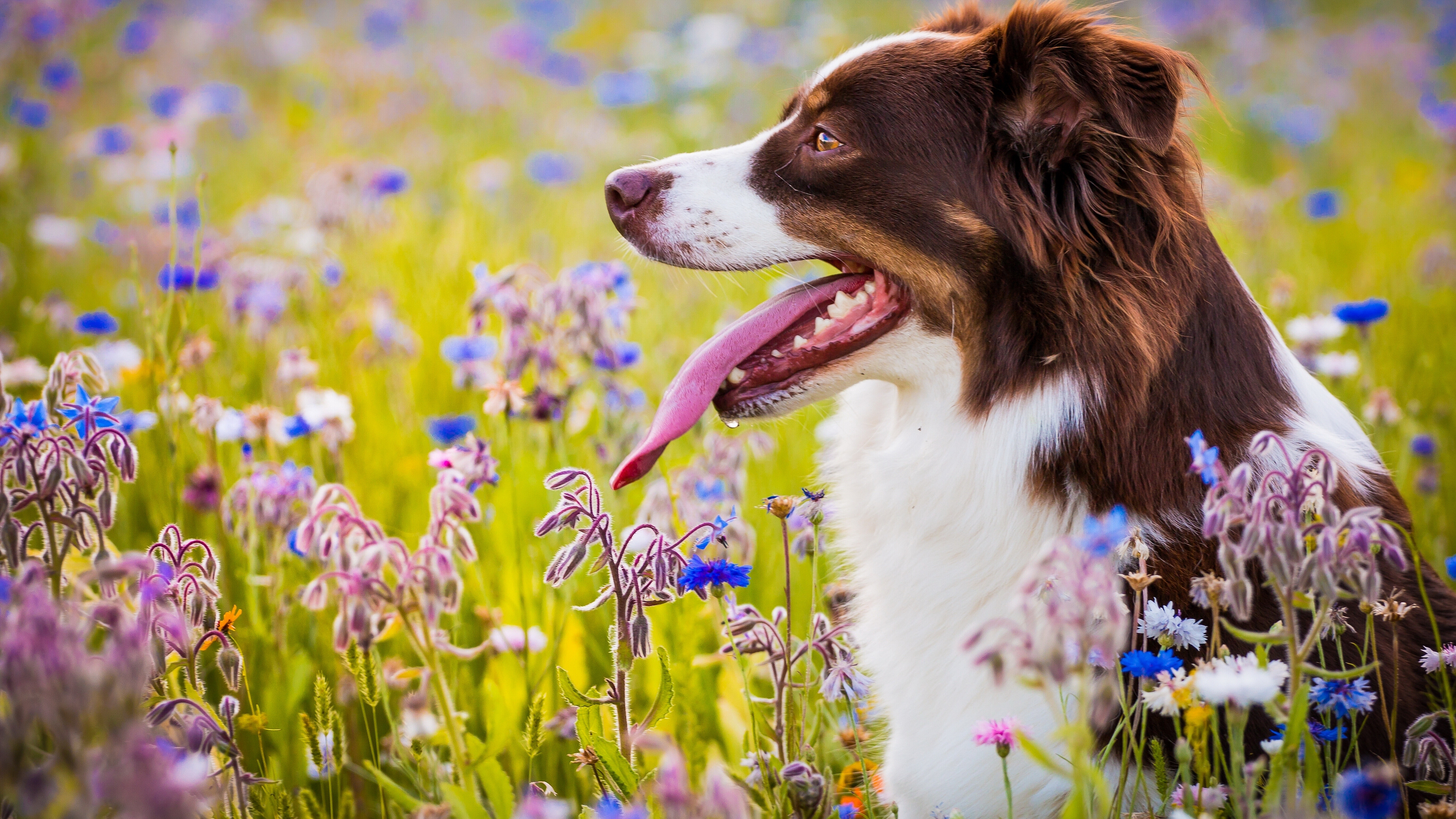 Beautiful dogs. Собака на лугу. Собака на природе. Собака с цветком. Бордер с цветами.