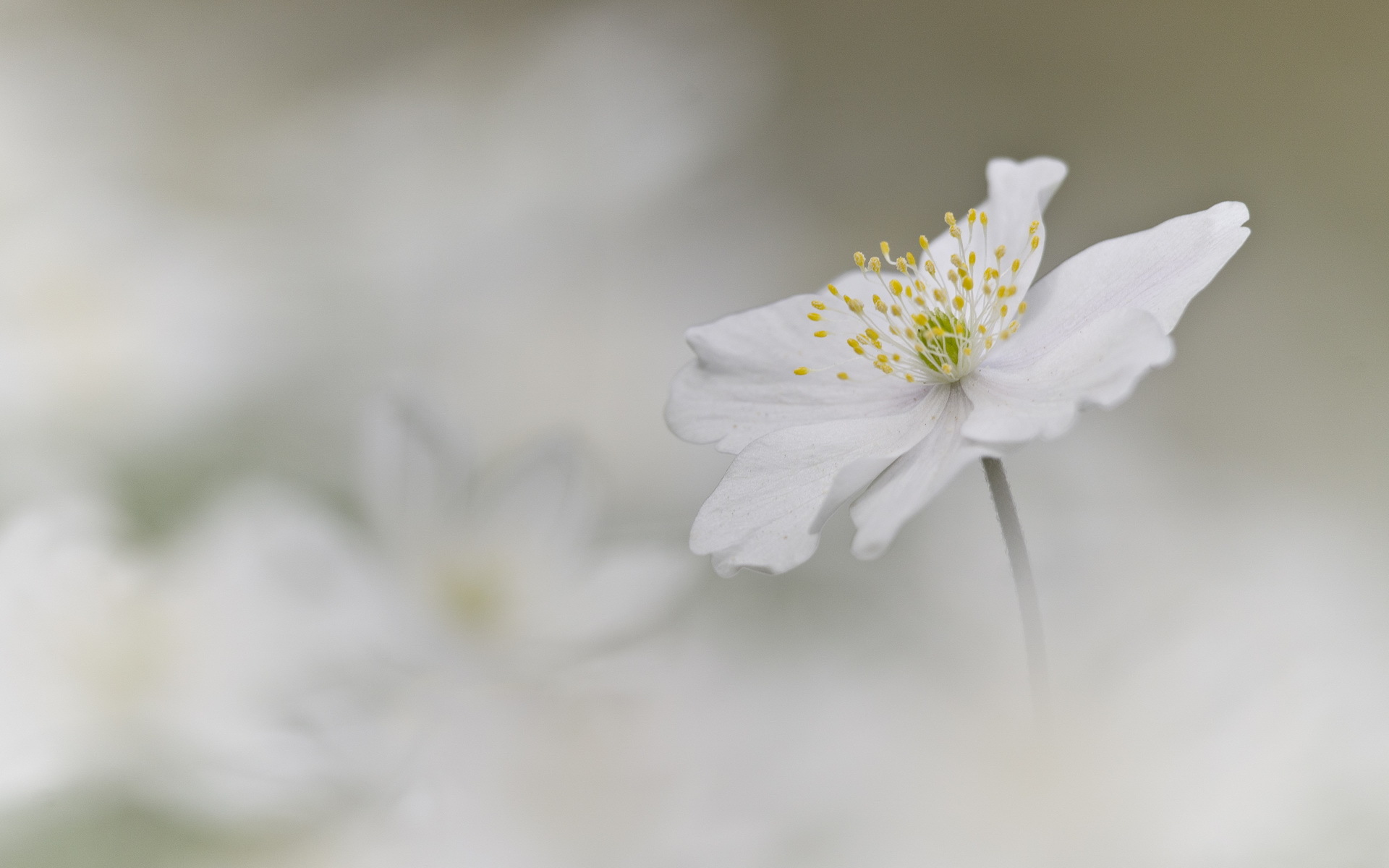 anemone, nemorosa, photos