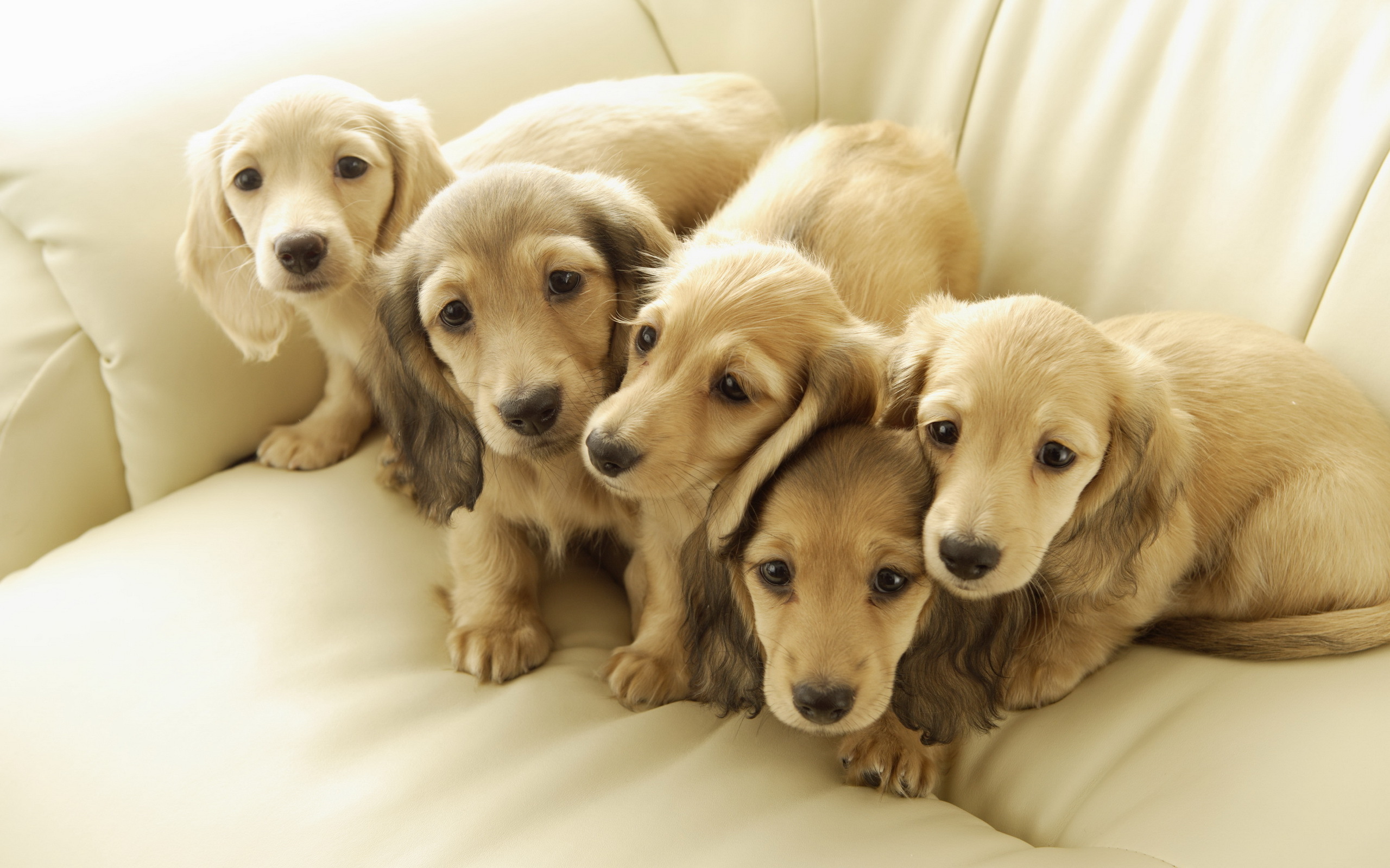 ecran, ласки, dachshund