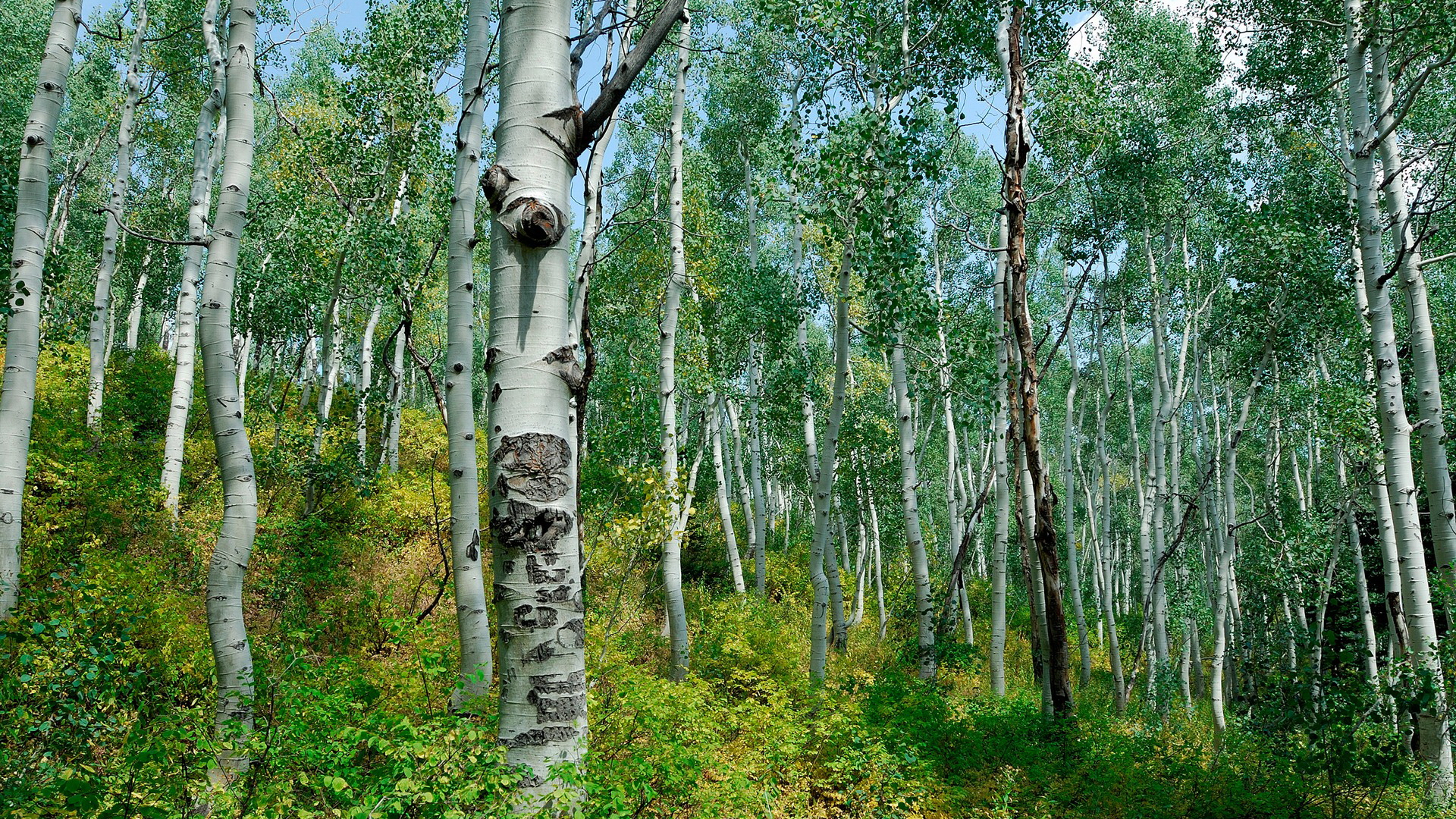 березы, лес, природа