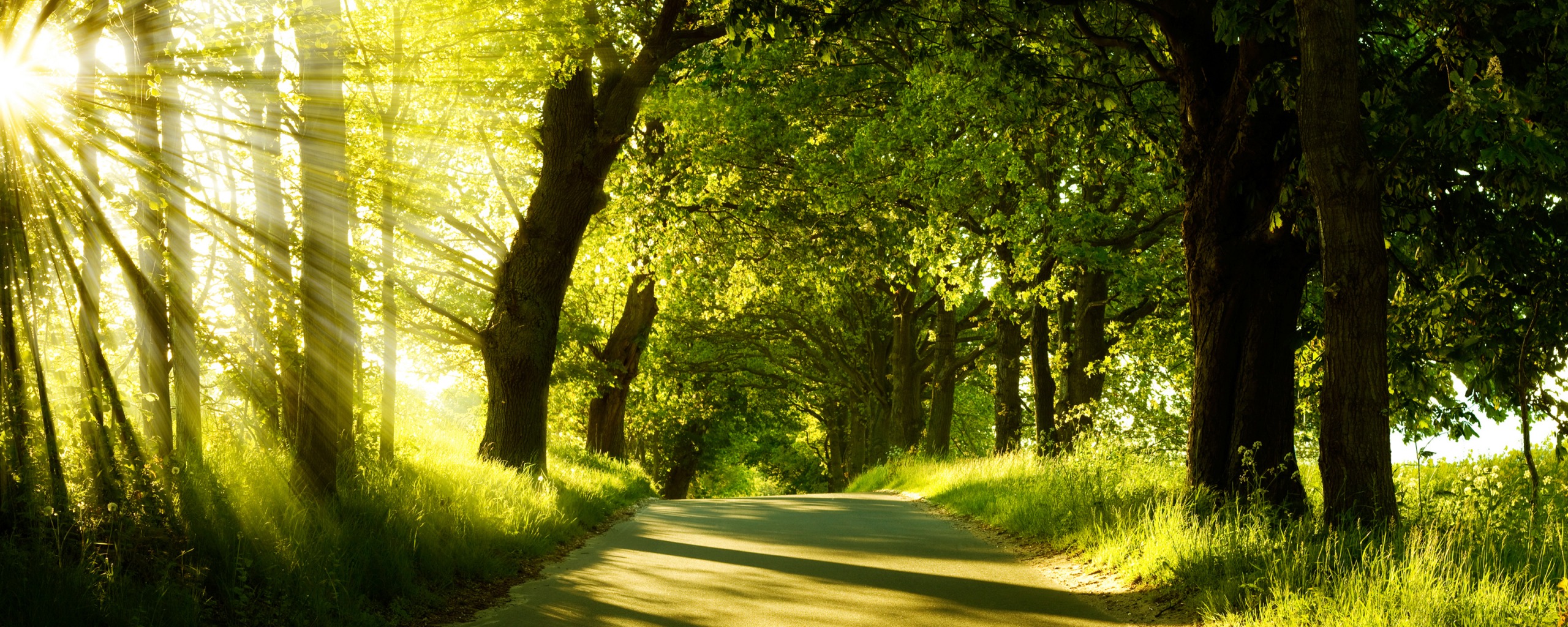 природа лес свет солнце деревья бесплатно
