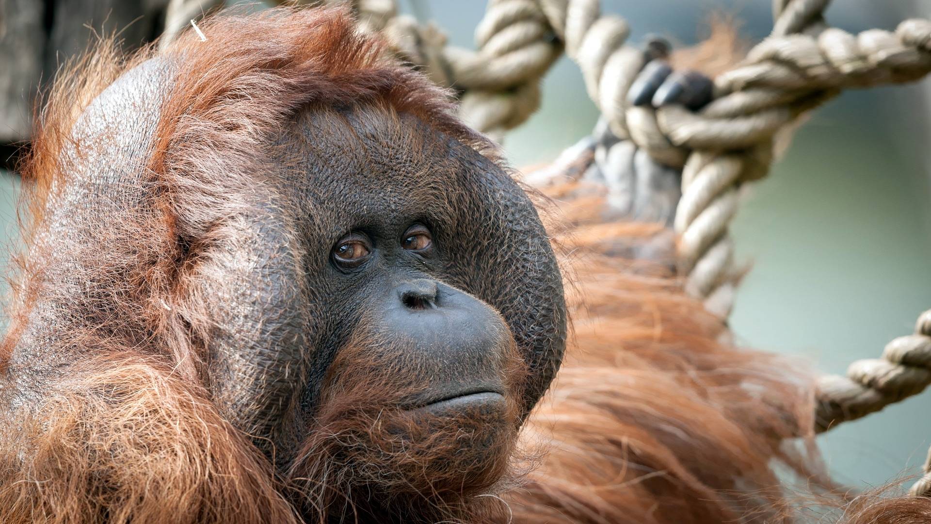 огутан, смешно, смешно