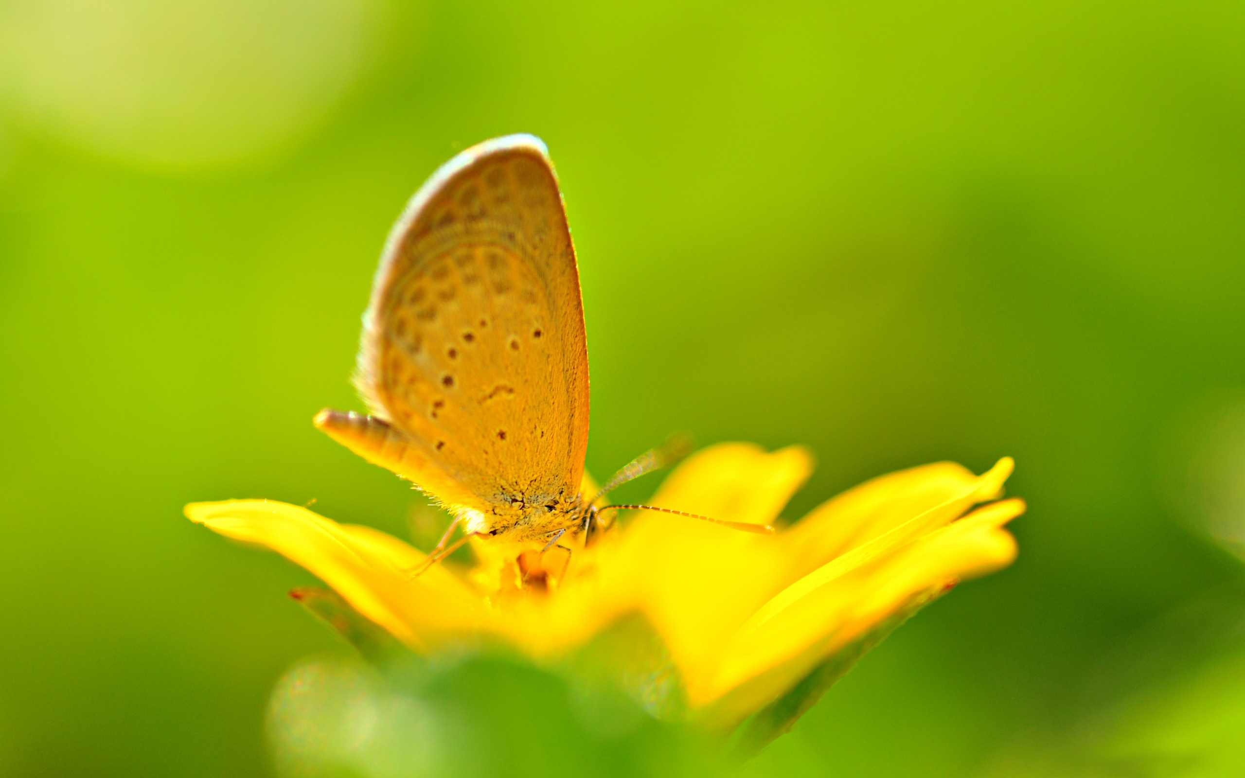Бабочка на желтом цветке бесплатно