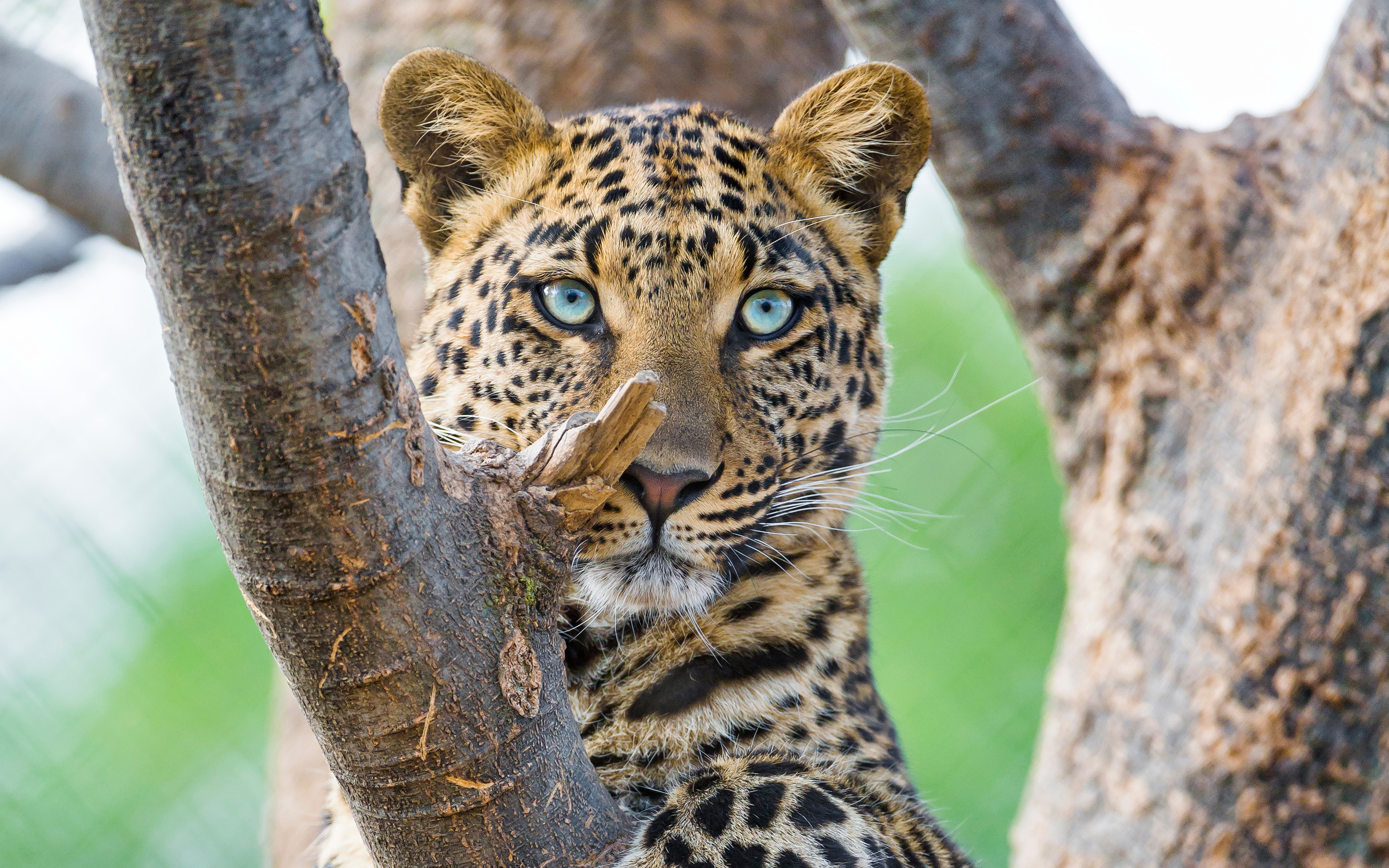 природа животные леопард nature animals leopard загрузить