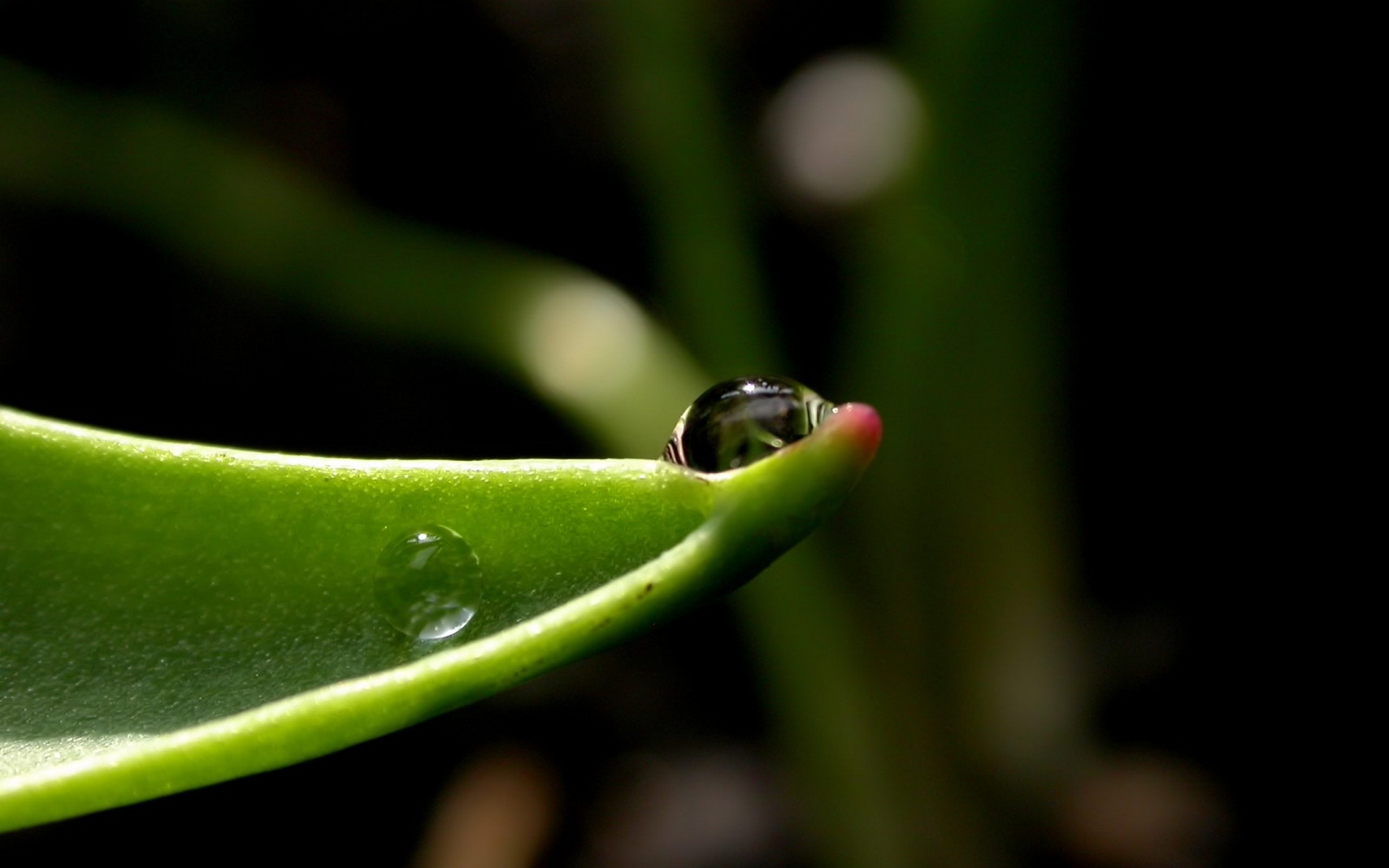 pemandangan, листья, plants