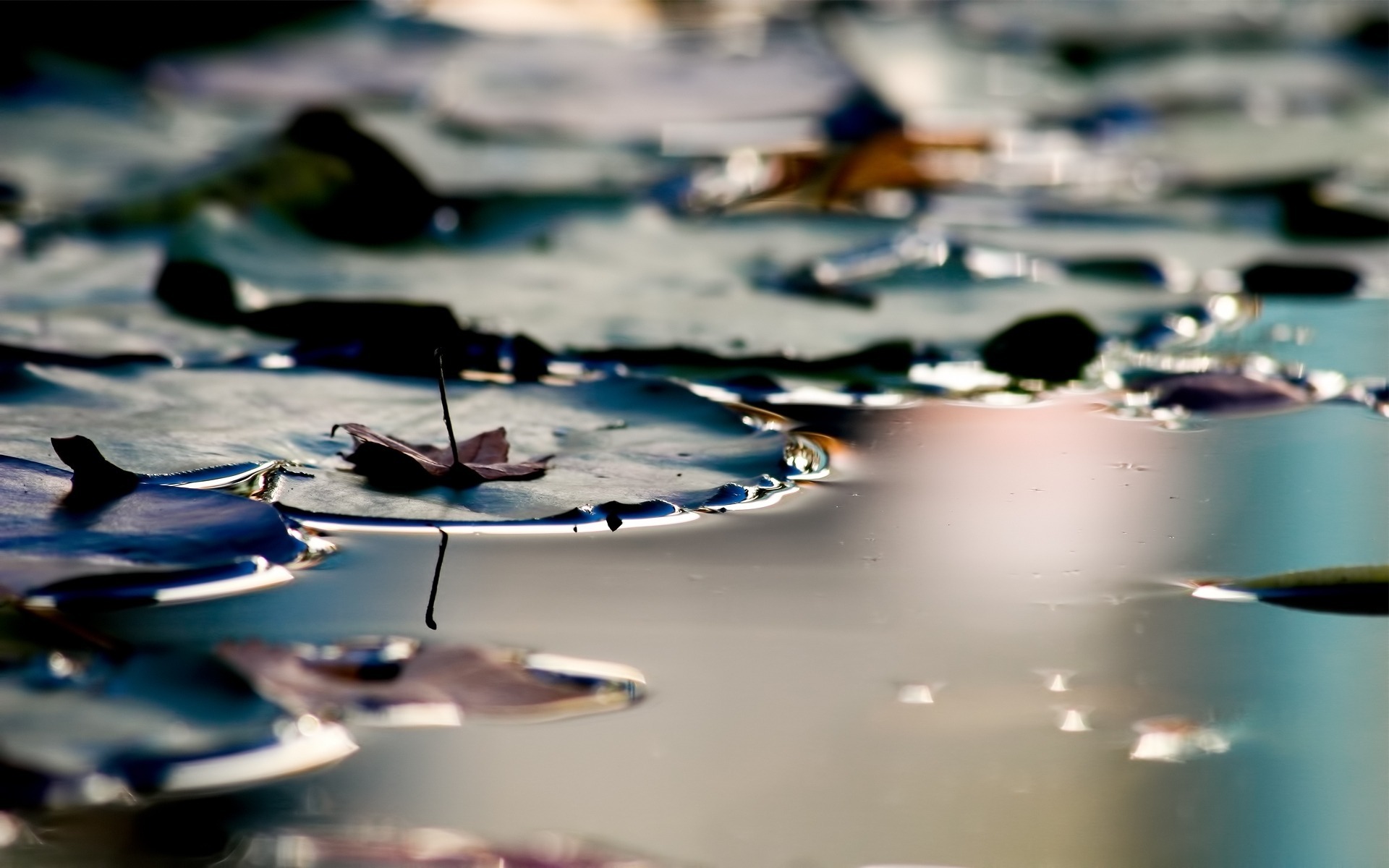 lily, pad, water