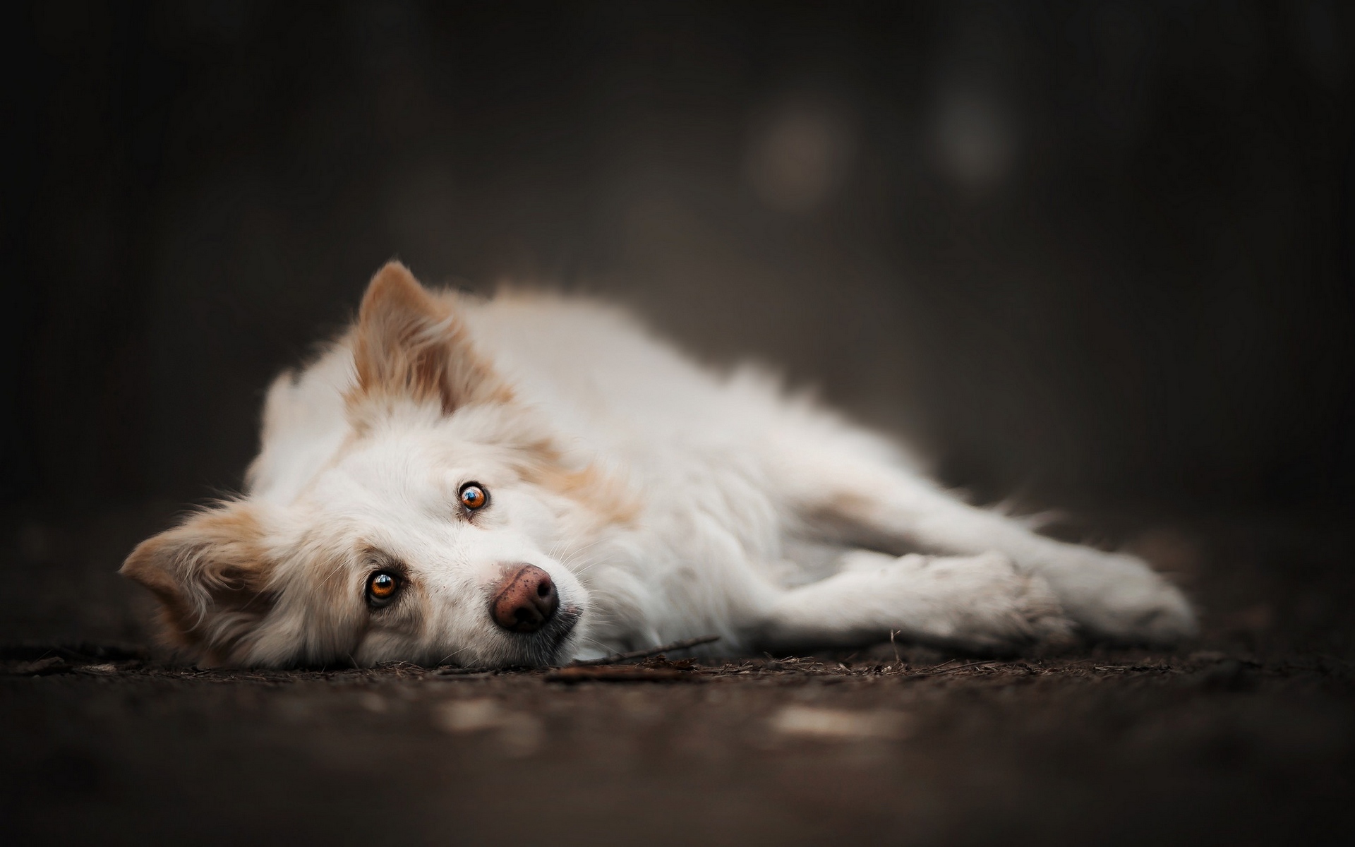 щенок, ларадор