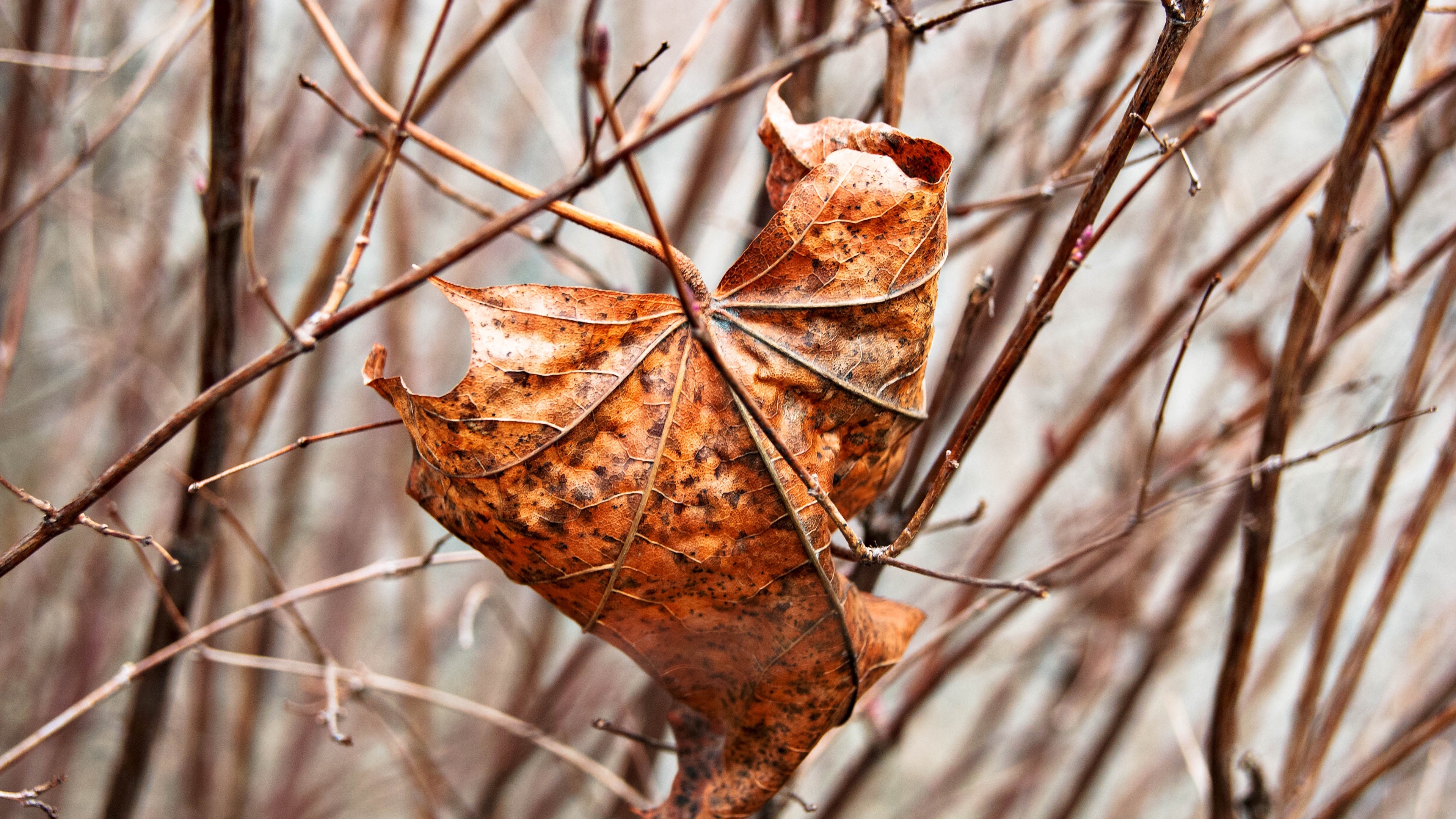 leaf, дерево, dry