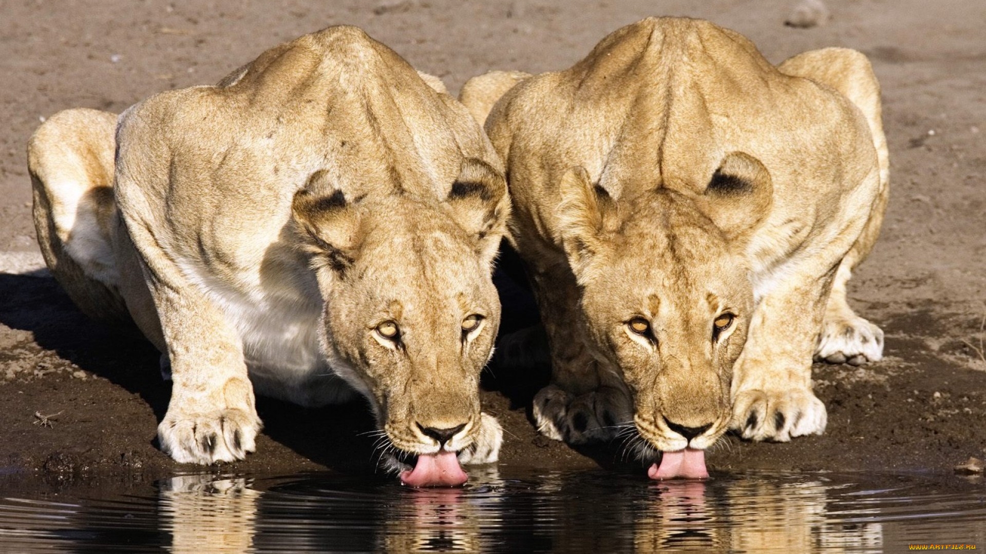 львы, кошки, животные