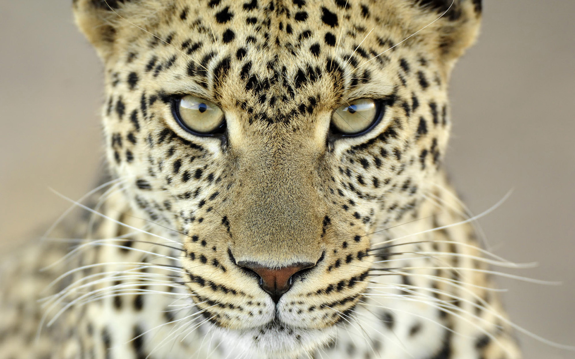 кошки, картинка, кот