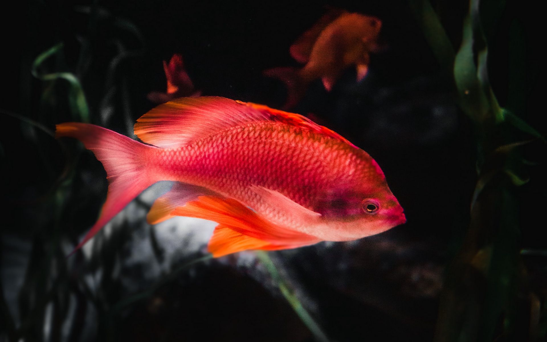 fish, mobile, smartphone