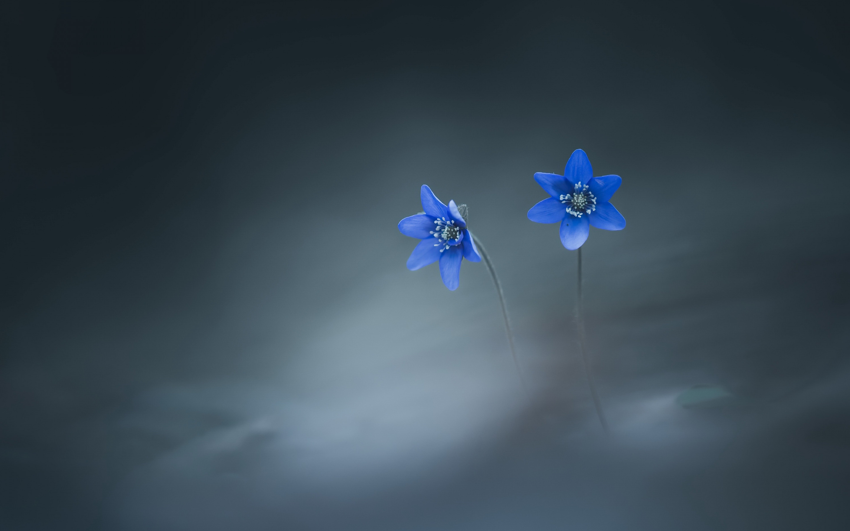 синий, hepatica