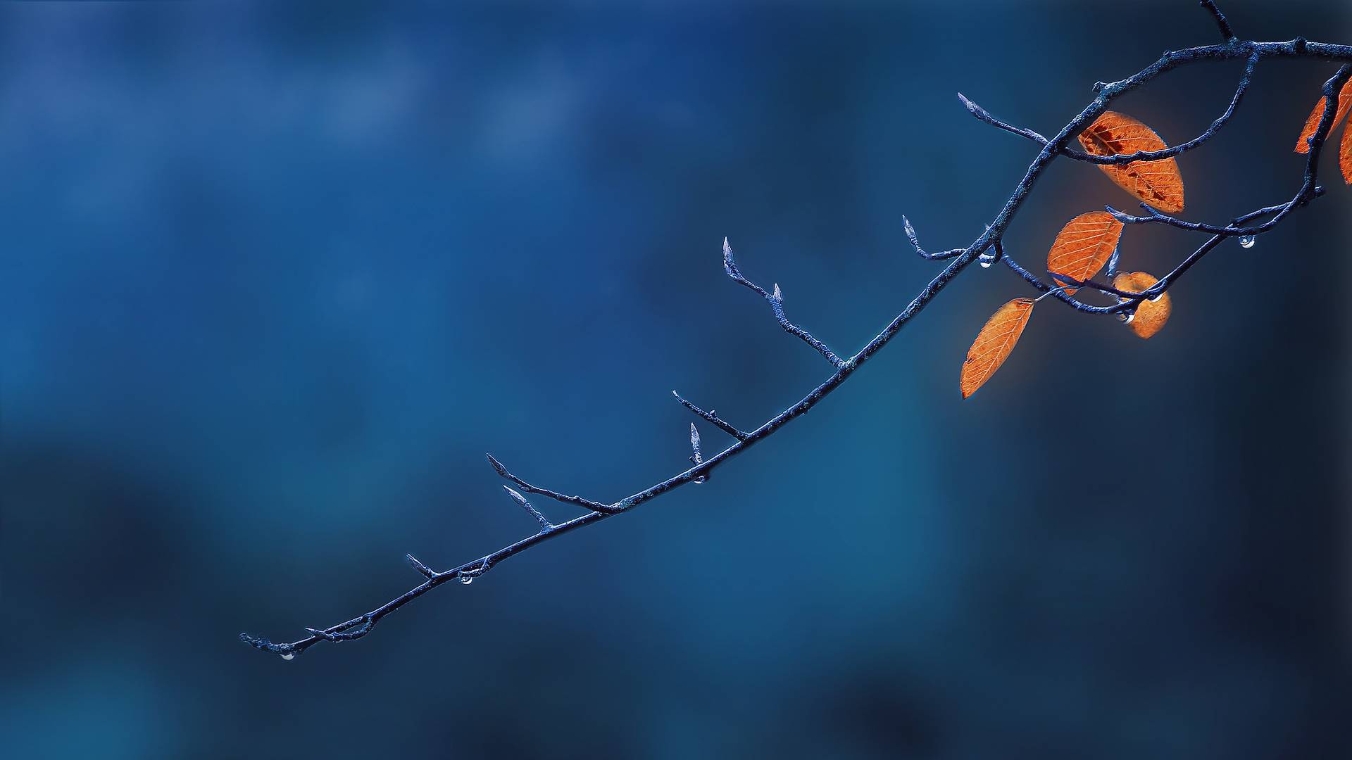 осень, ветвь