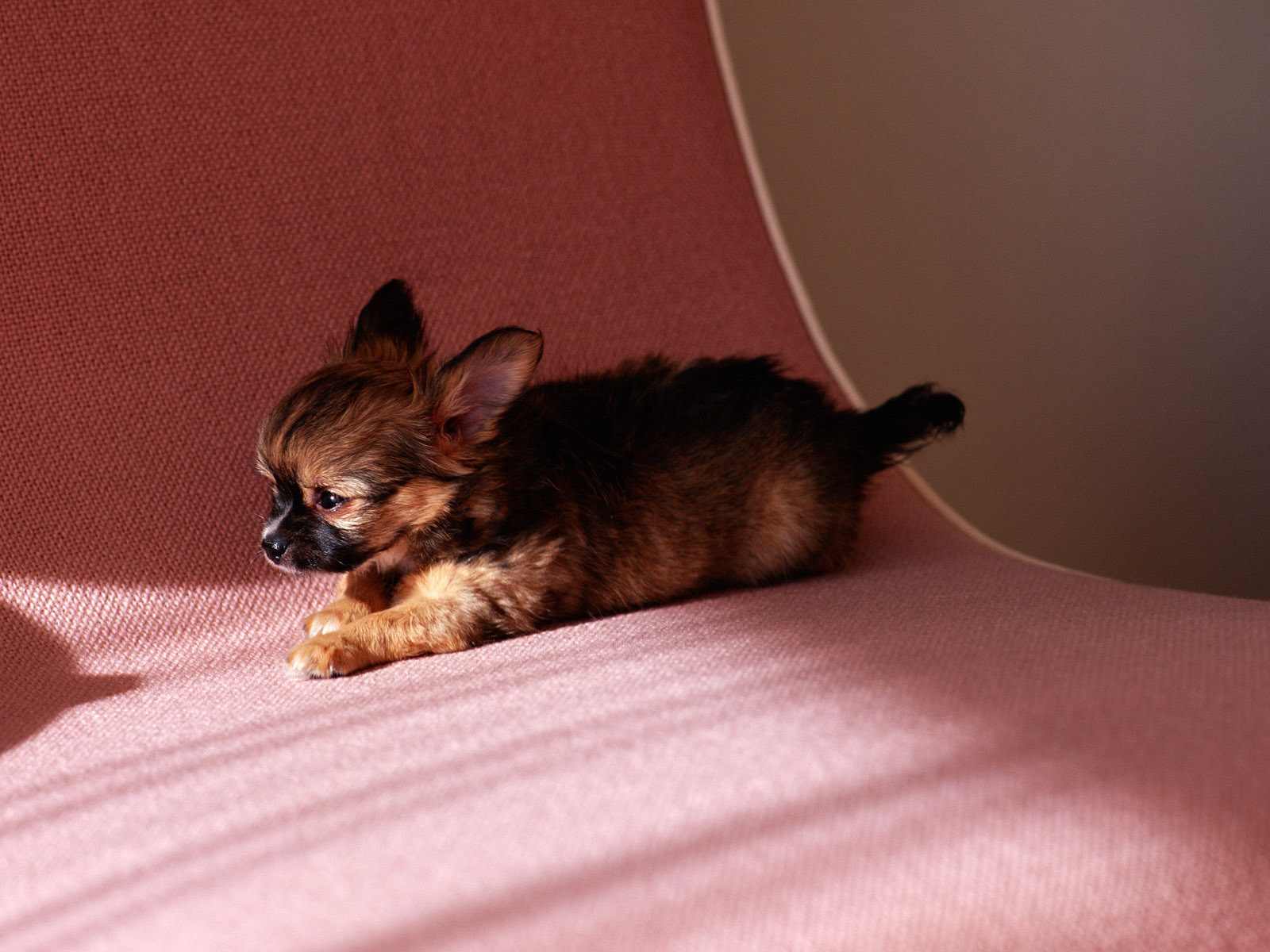 кенок, чигу-хуа, мистер уоллпейпер