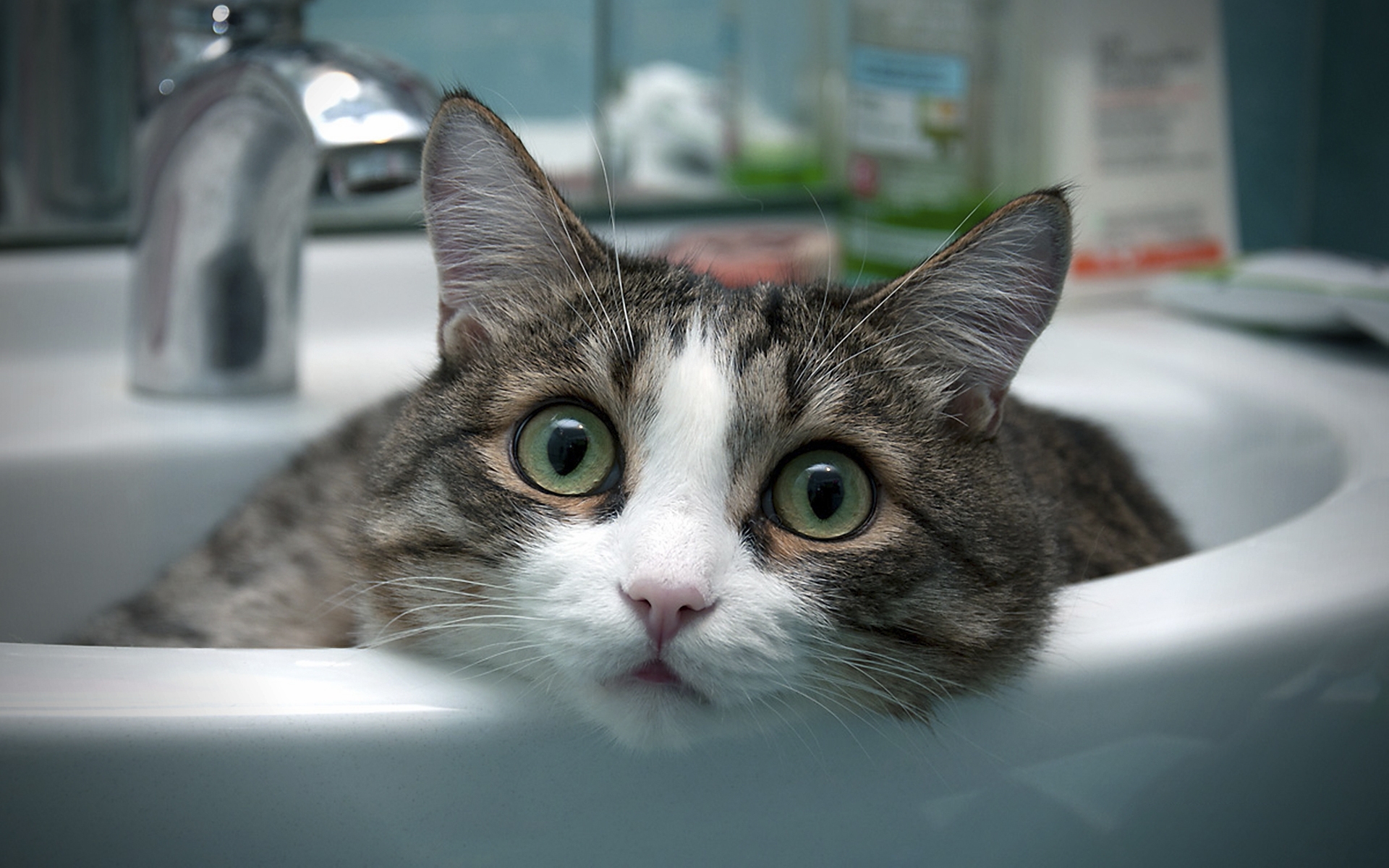 кошки, кошек
