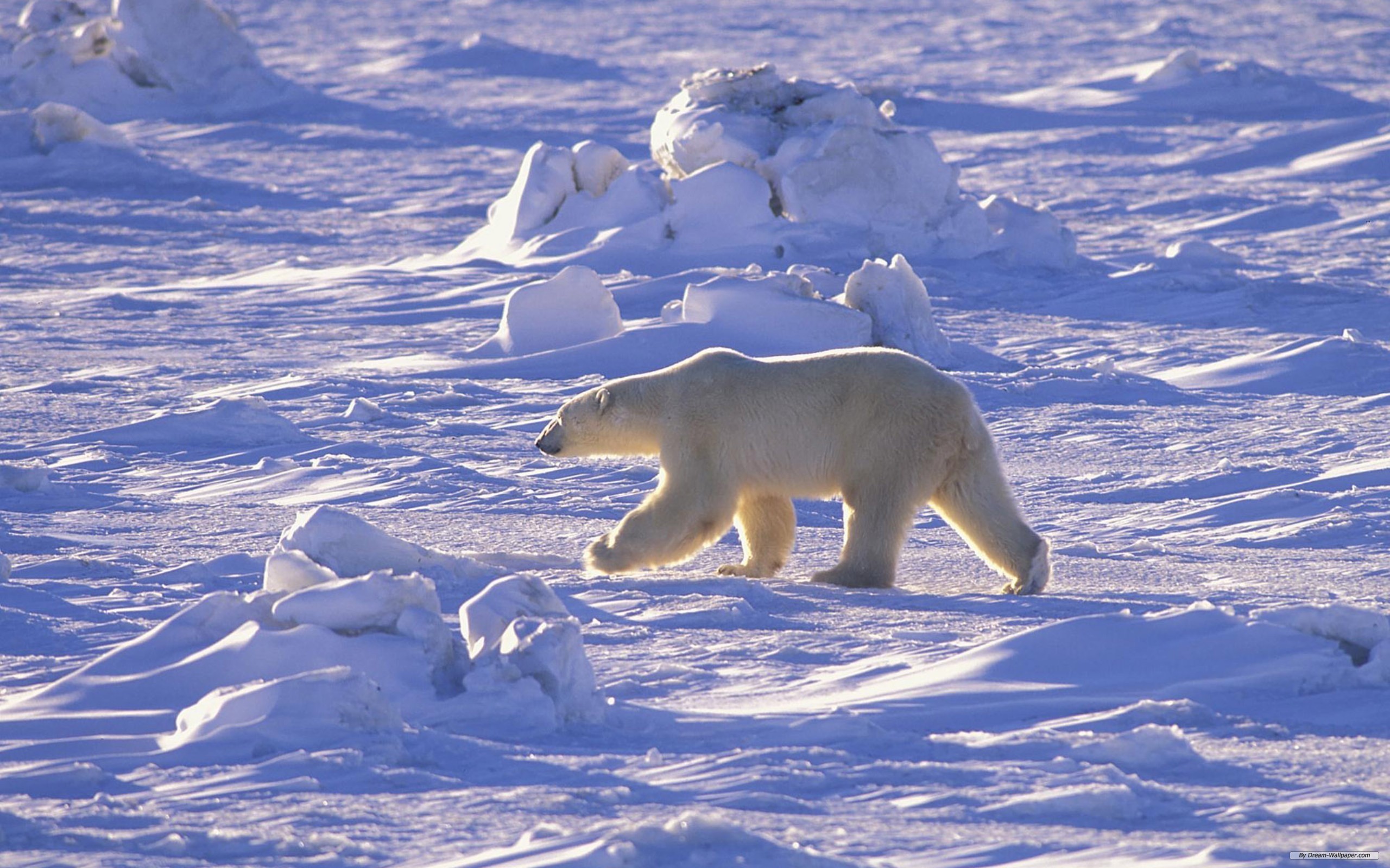Животный мир природной зоны арктические пустыни. Арктические пустыни животные белый медведь. Арктическая пустыня России белый медведь. Белый медведь Северный полюс. Белый медведь в арктической пустыне.