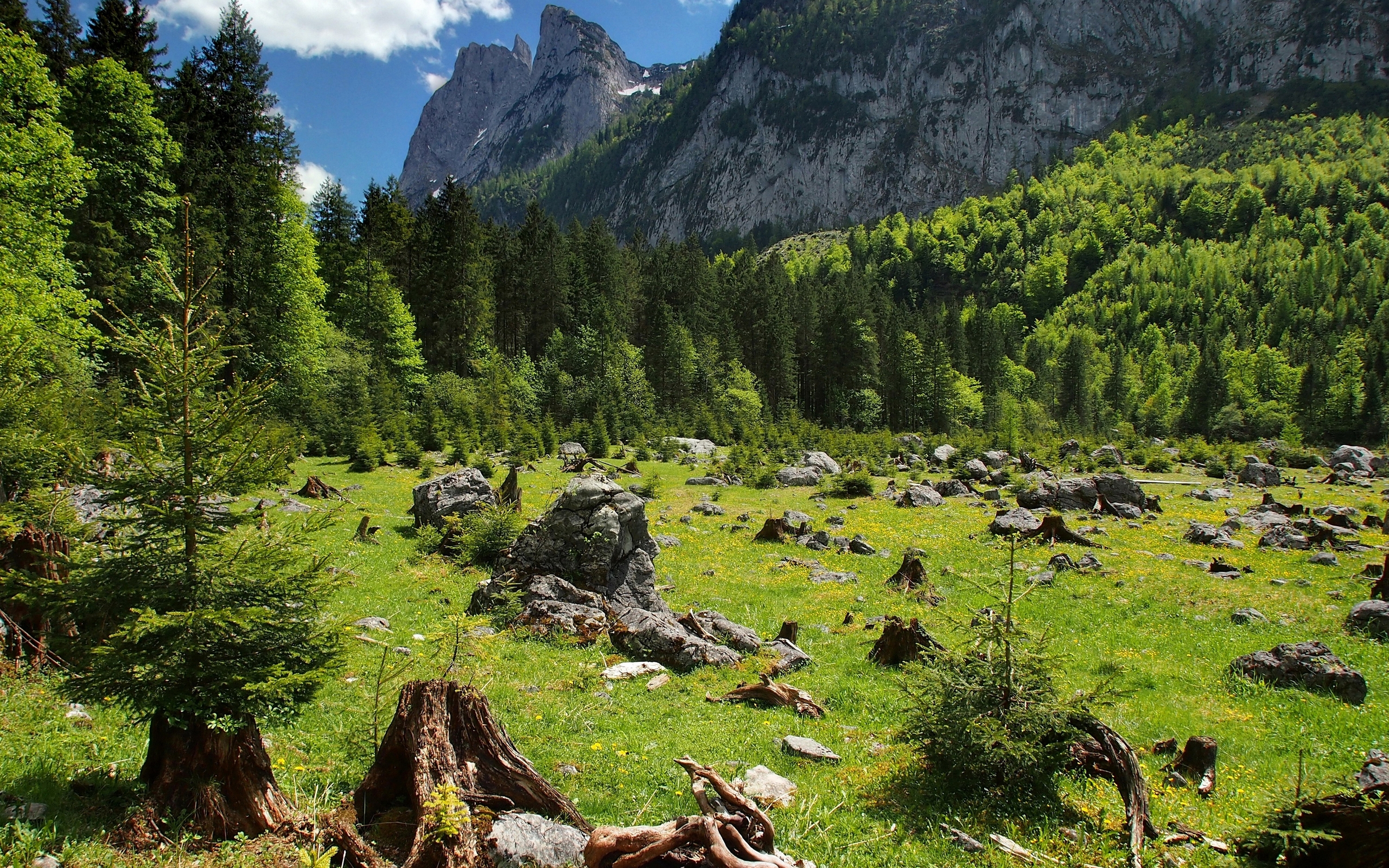 жесткое, лесное