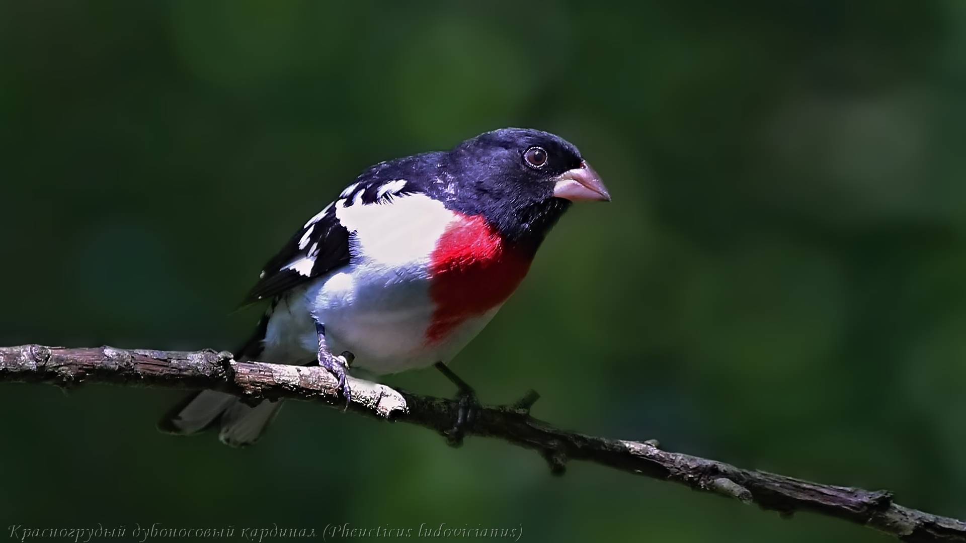 дюбоно, гвинея, птица