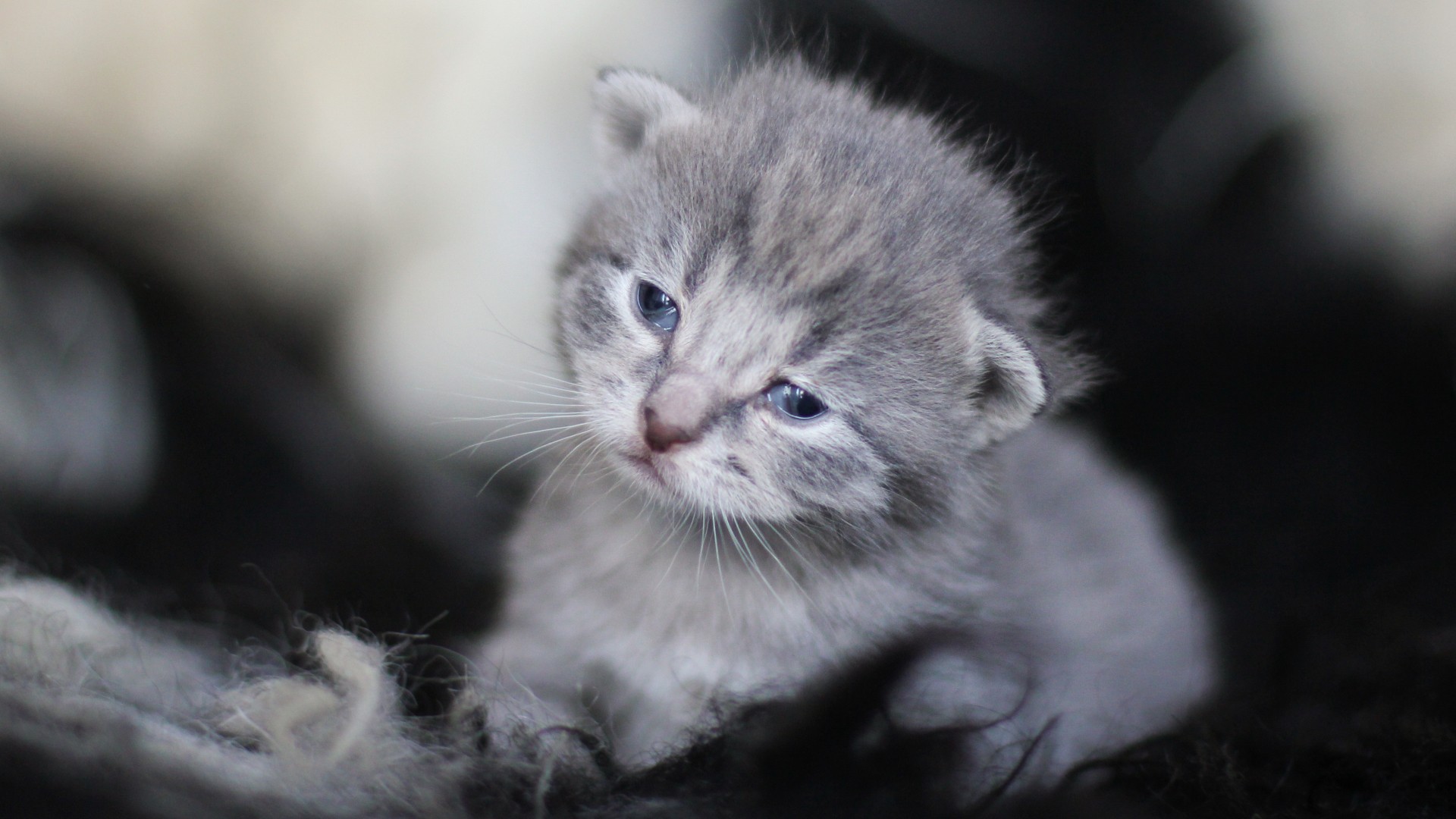 кот, котенок, животное