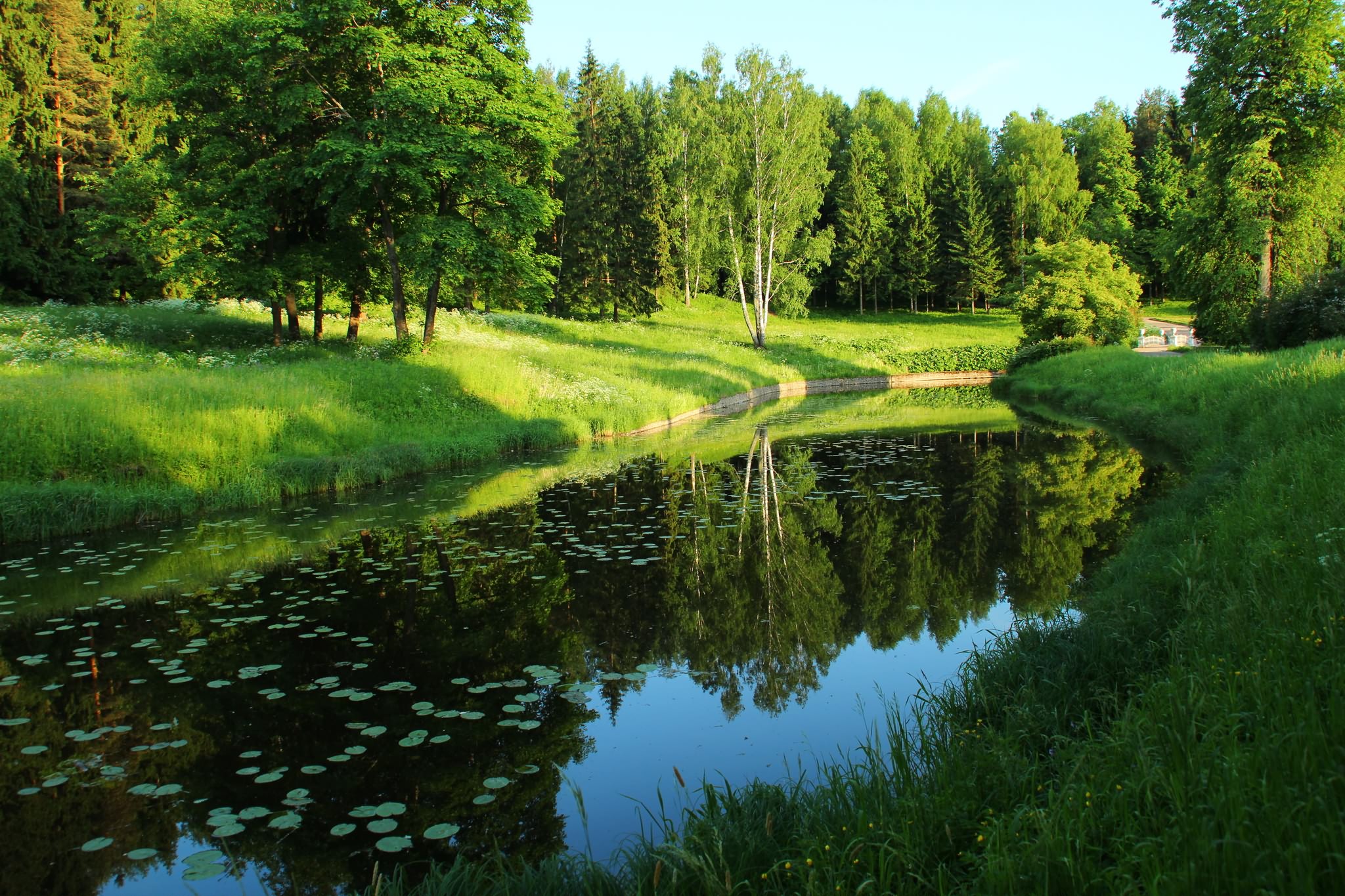 деревья, река