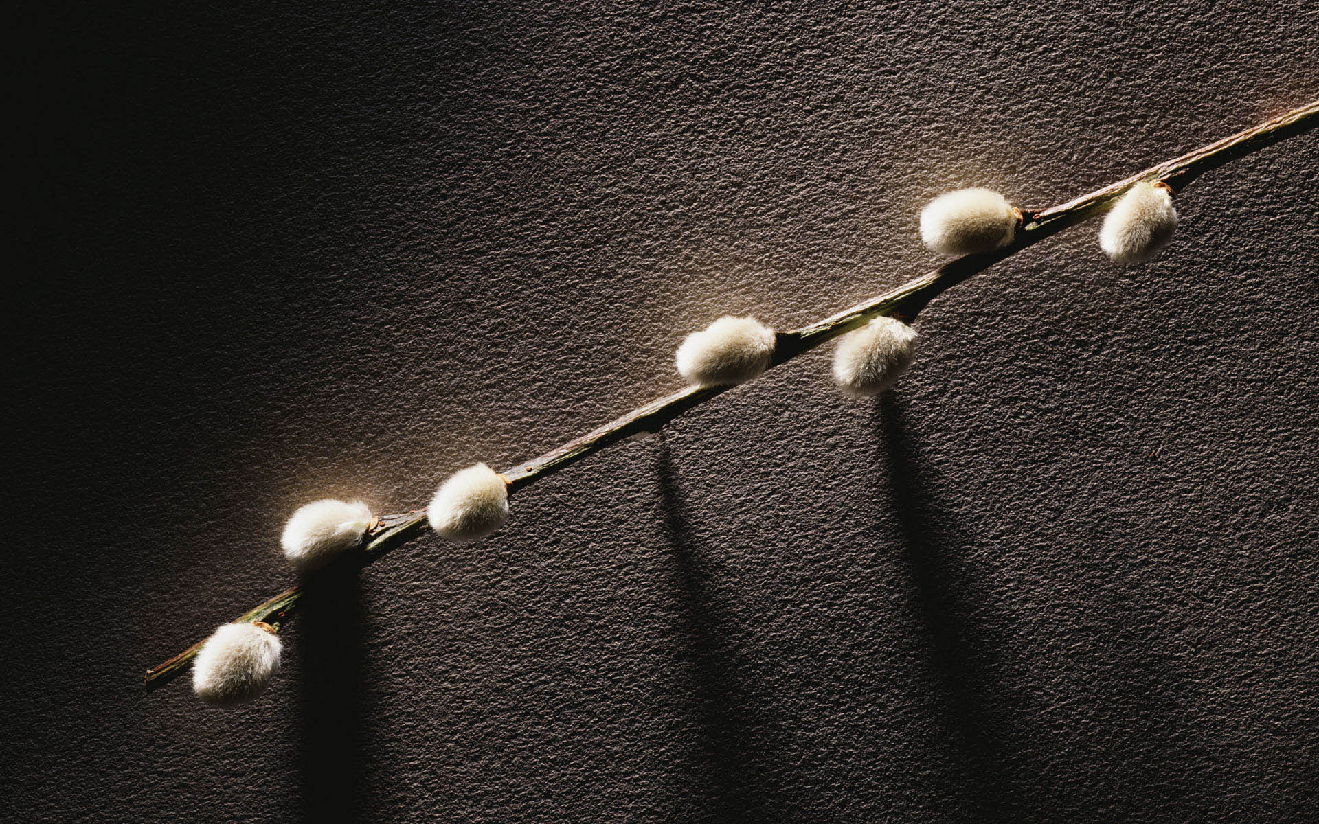 ветвь, ветвь