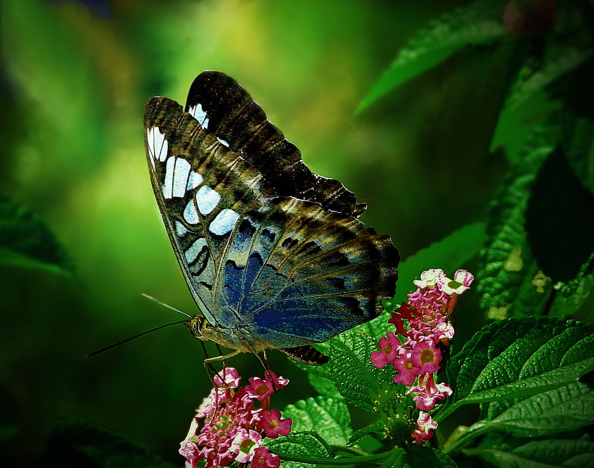 Бабочки вб. Красивые бабочки. Прекрасная бабочка. Бабочка на цветке. Бабочки в цветах.