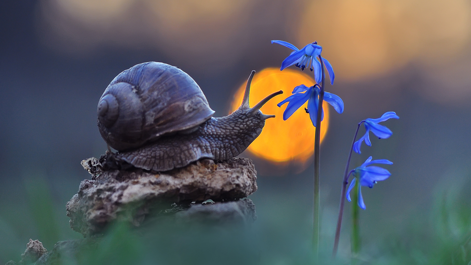 pischevoi, ukraine, snail