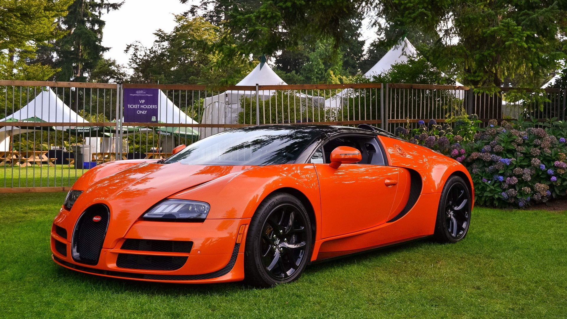 carros, петух