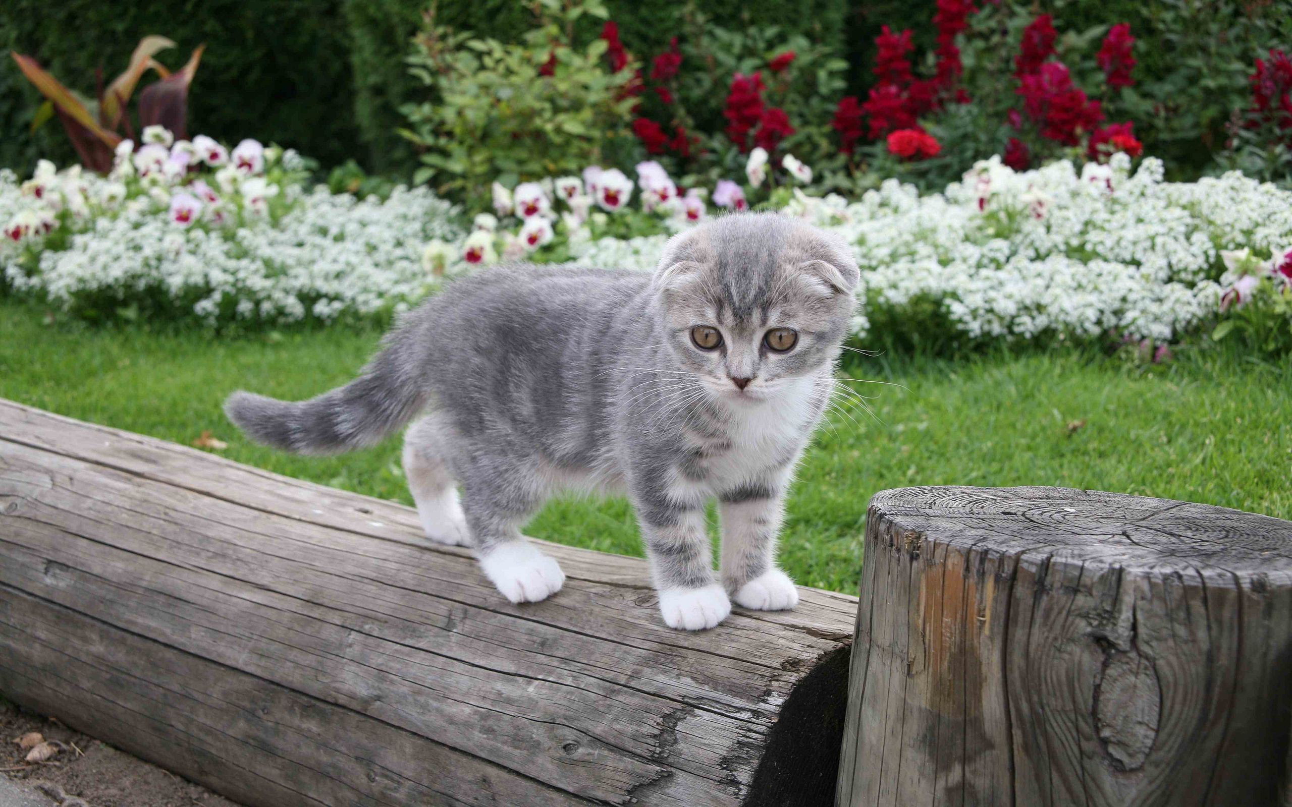Важный кот на камне в саду скачать