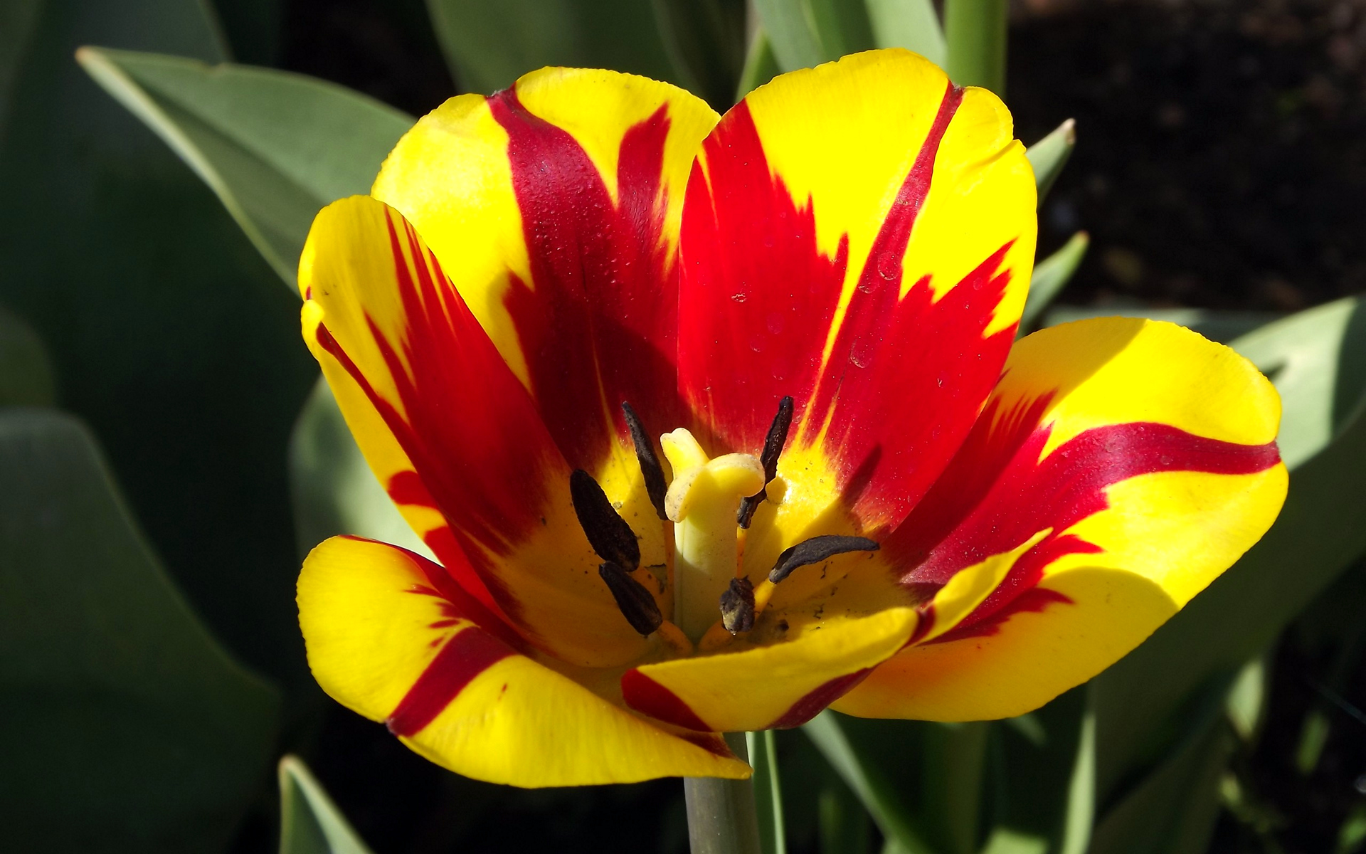 желтый и красный тюльпан с красной полосой посередине