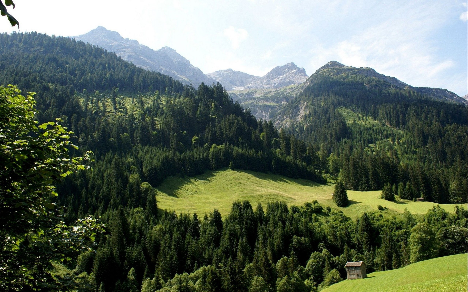 am, ağaçlar, doğa