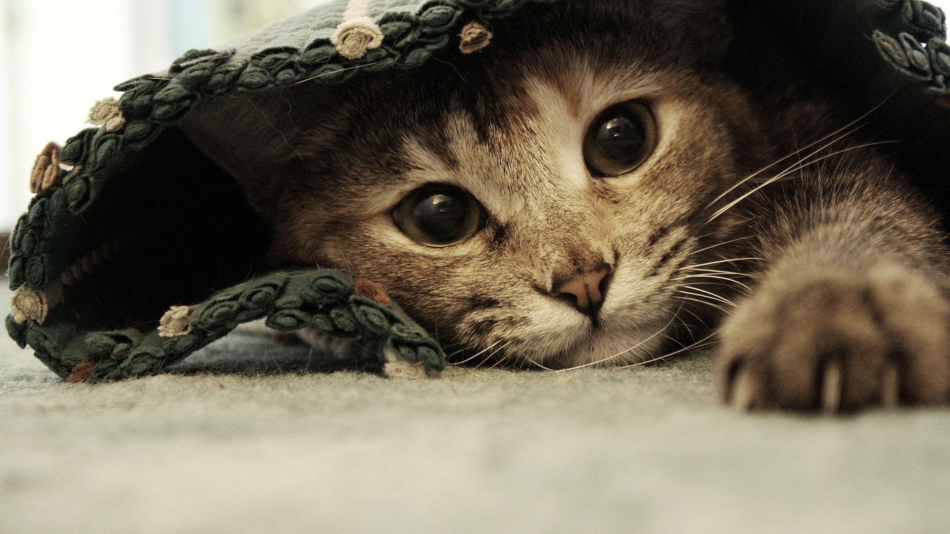 котята, котенок, кот