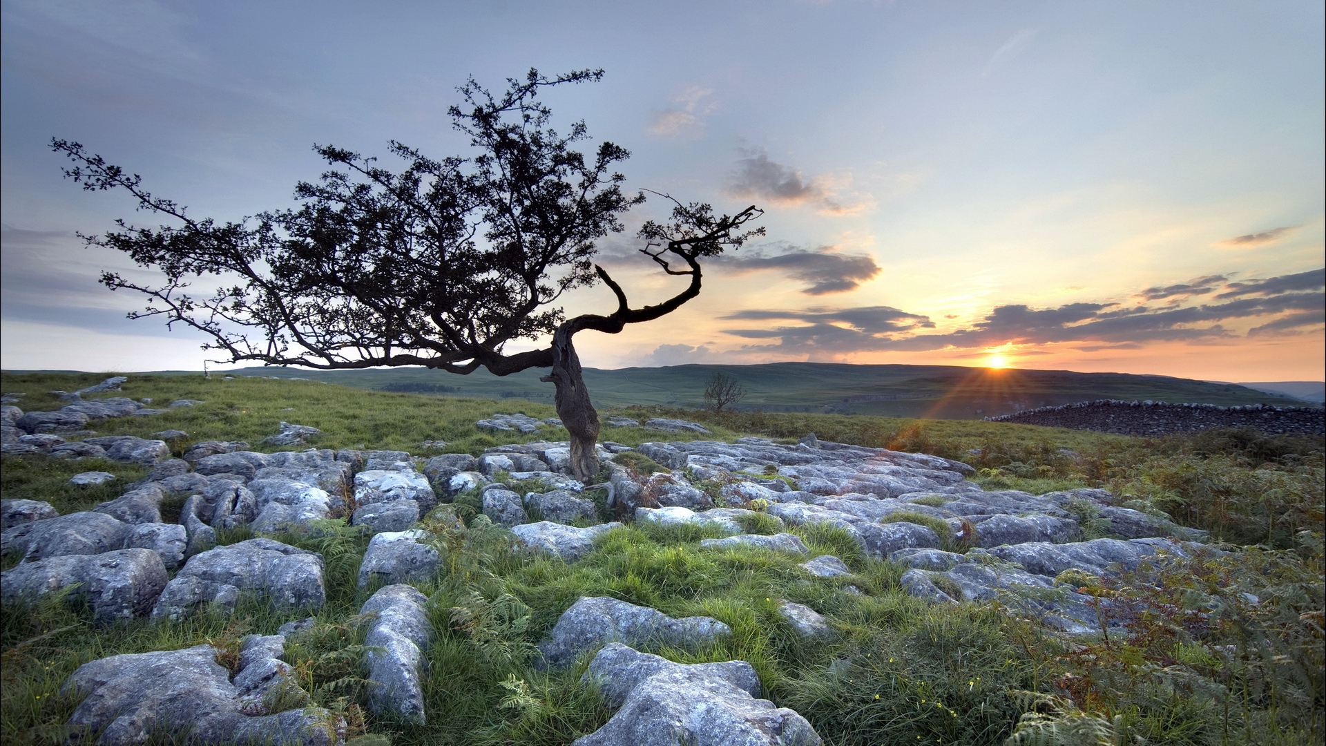 shrubland