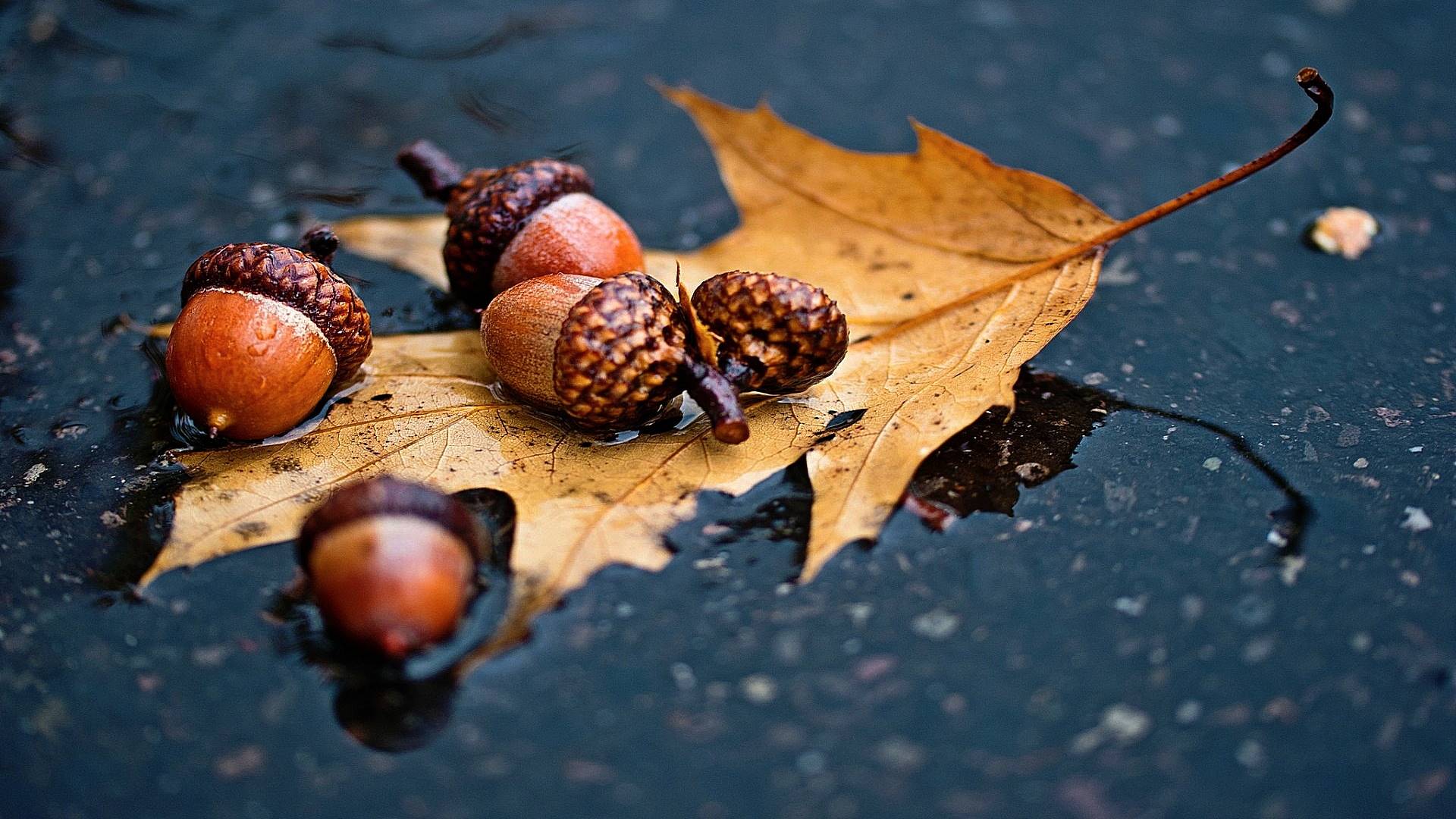 осень, дождь, funart