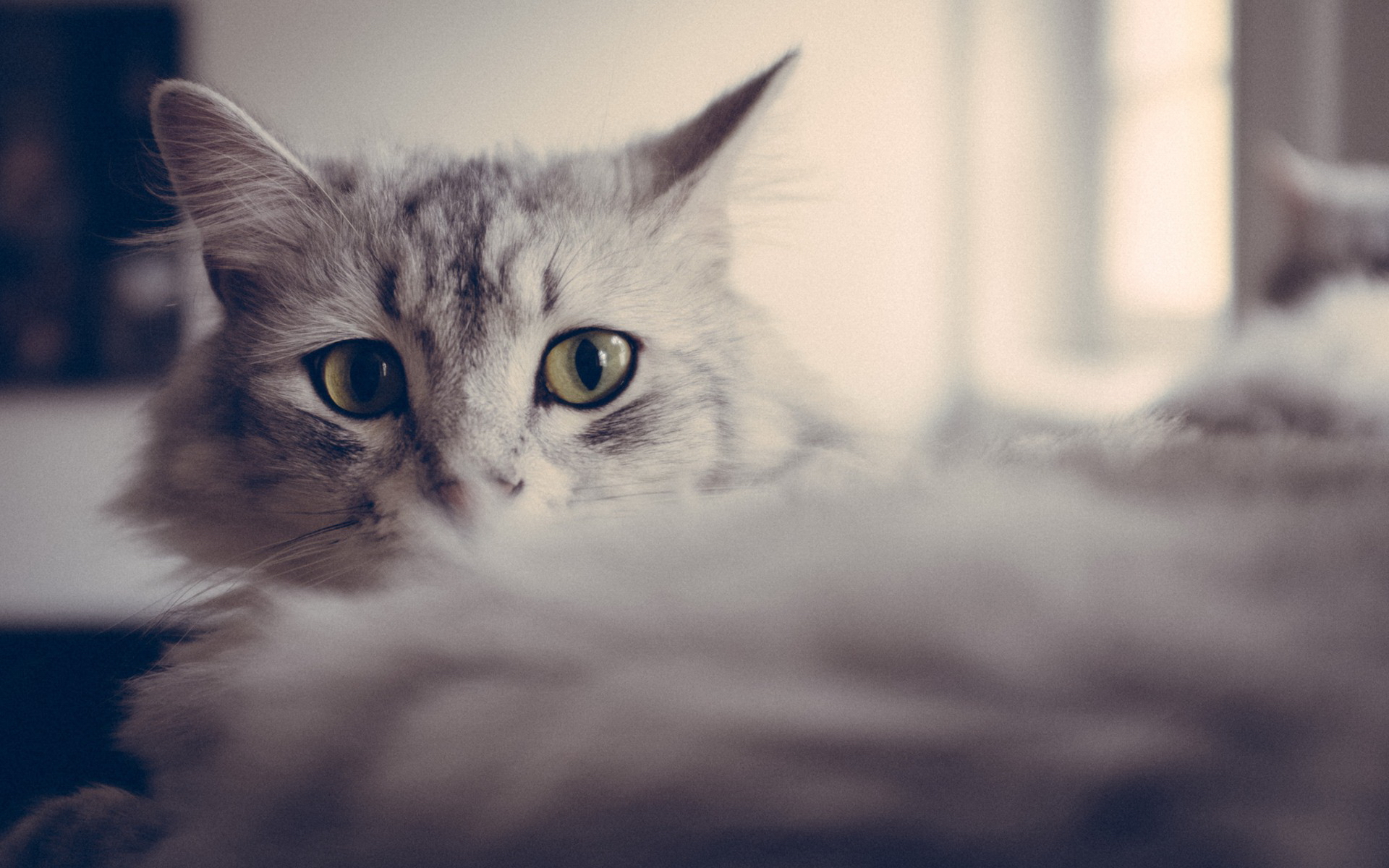 кошки, красивые, кот