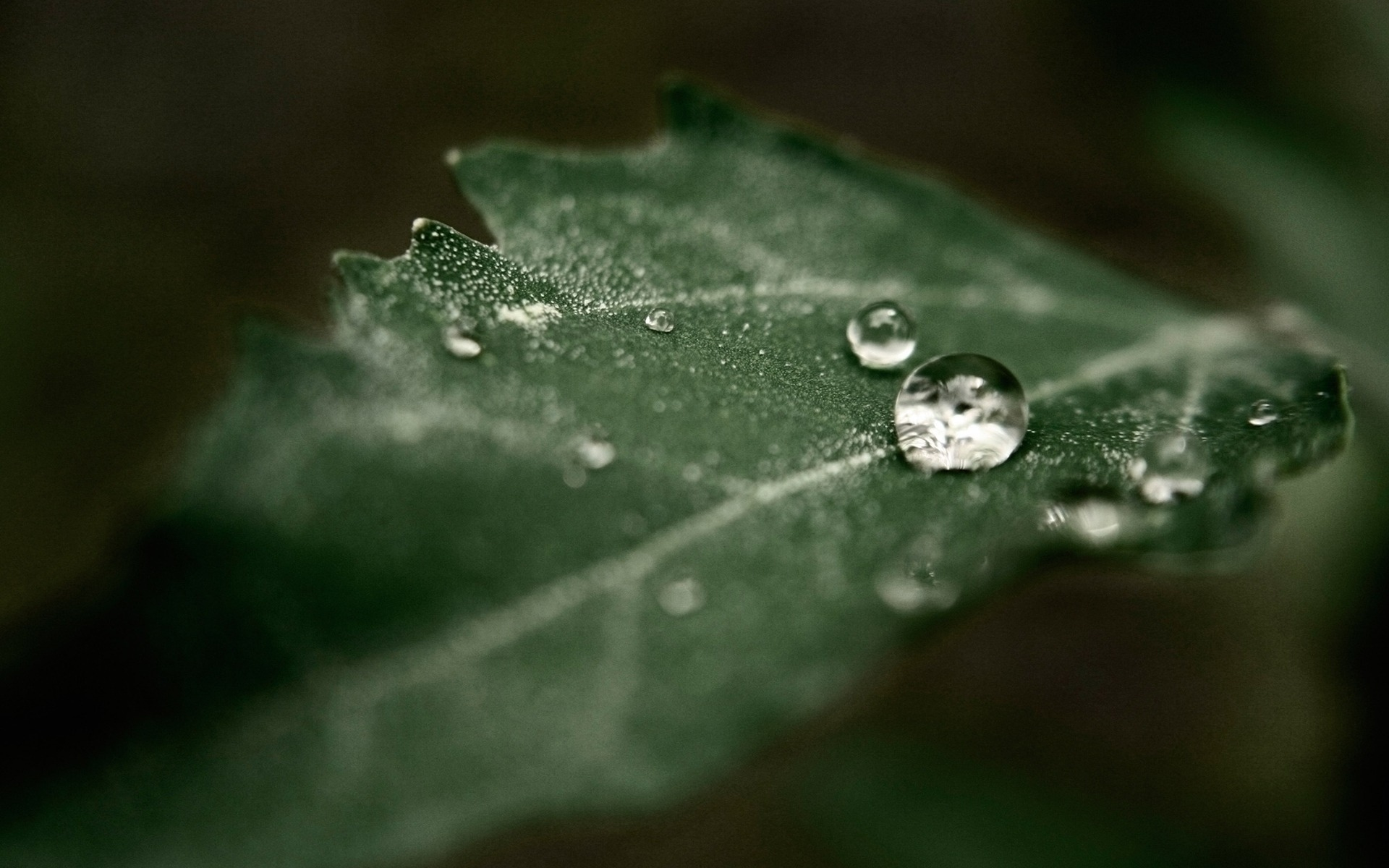 drop, роса, water