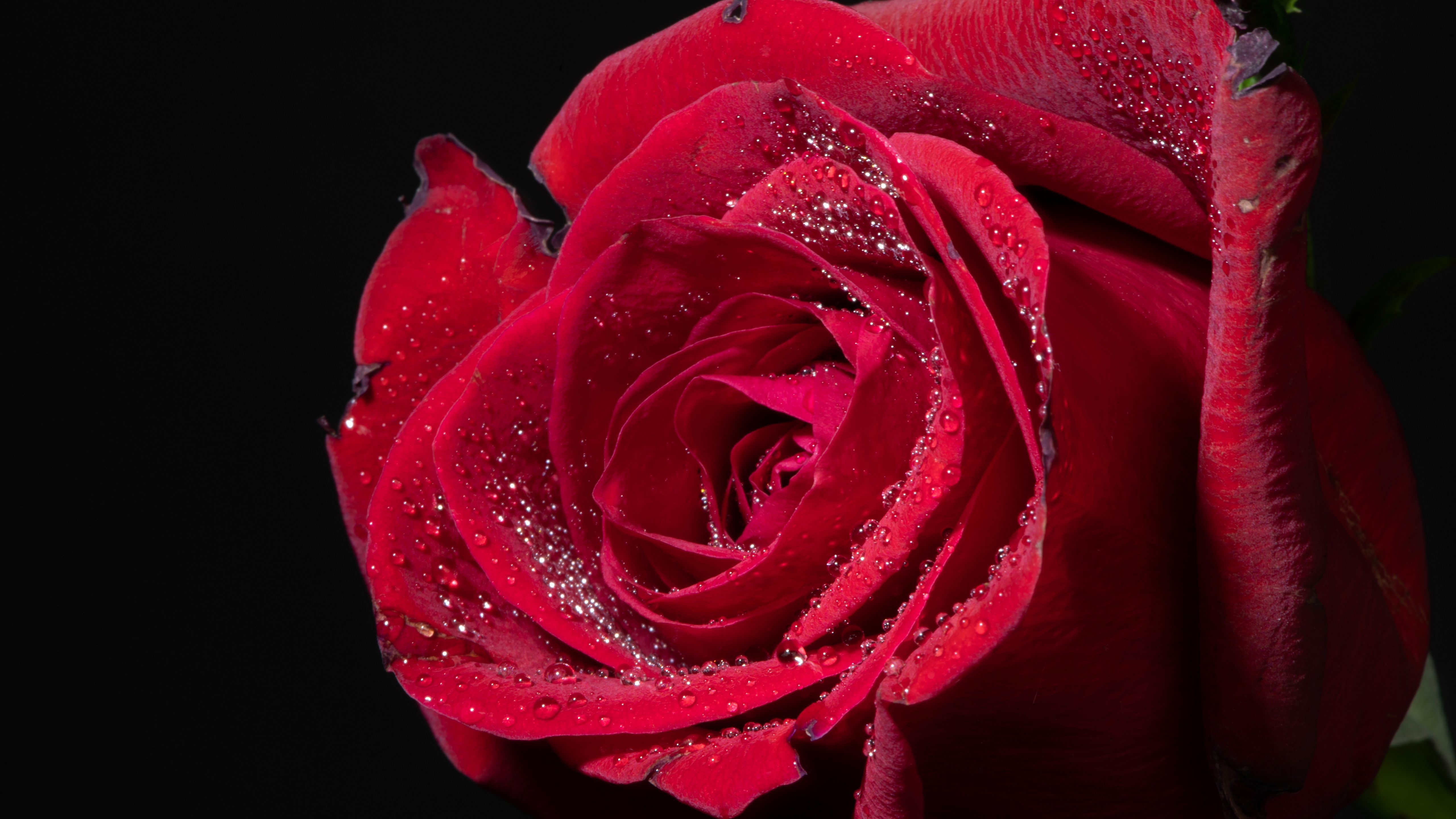 floribunda, значок