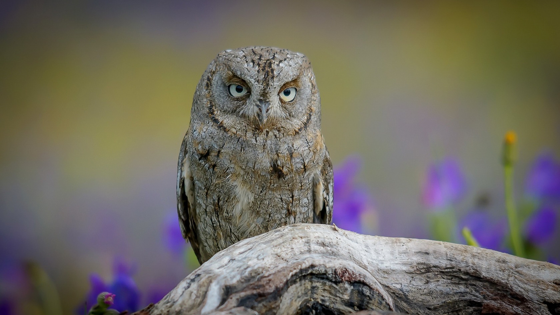 восточный, сова, квант