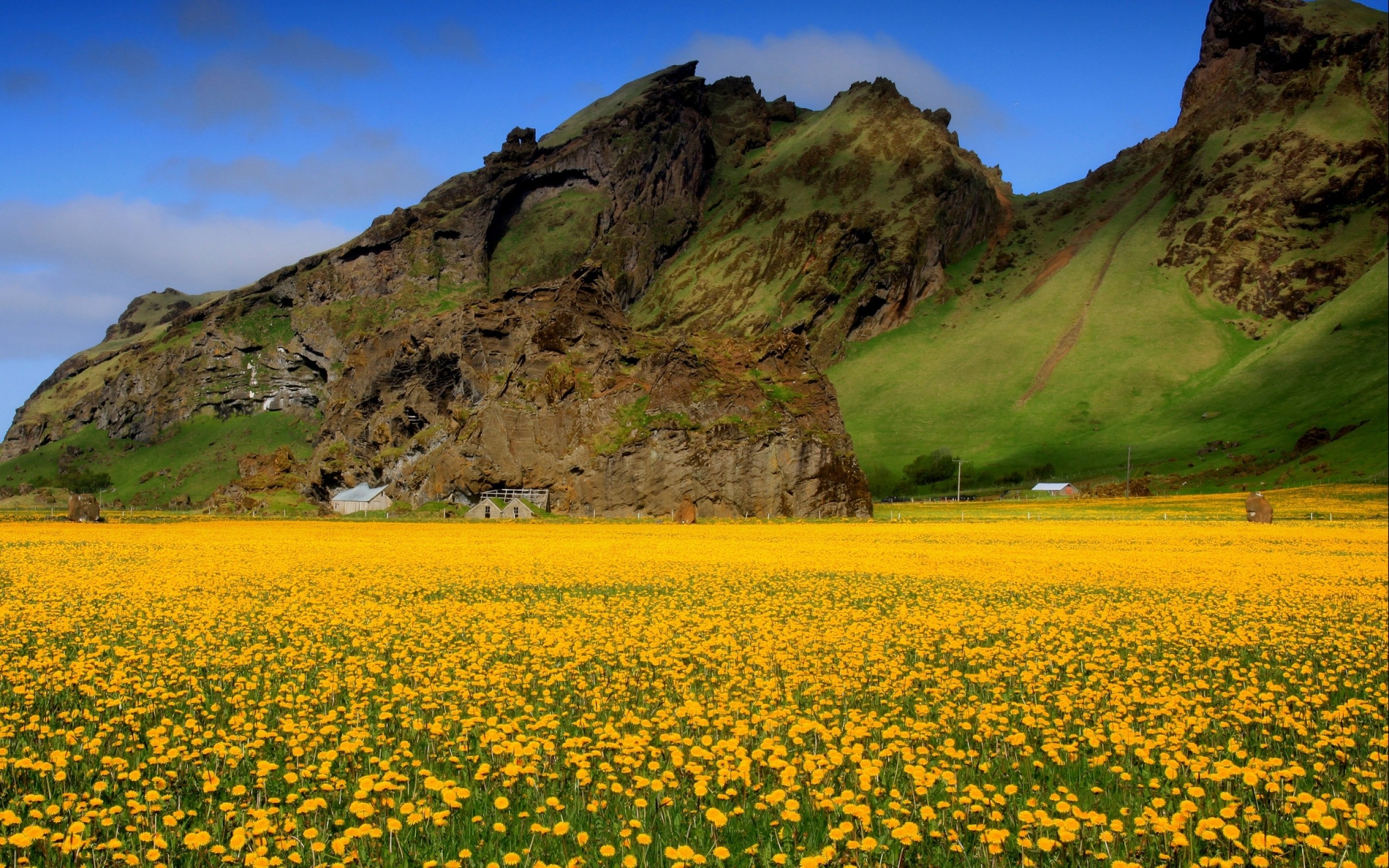 цветы, поле, гора