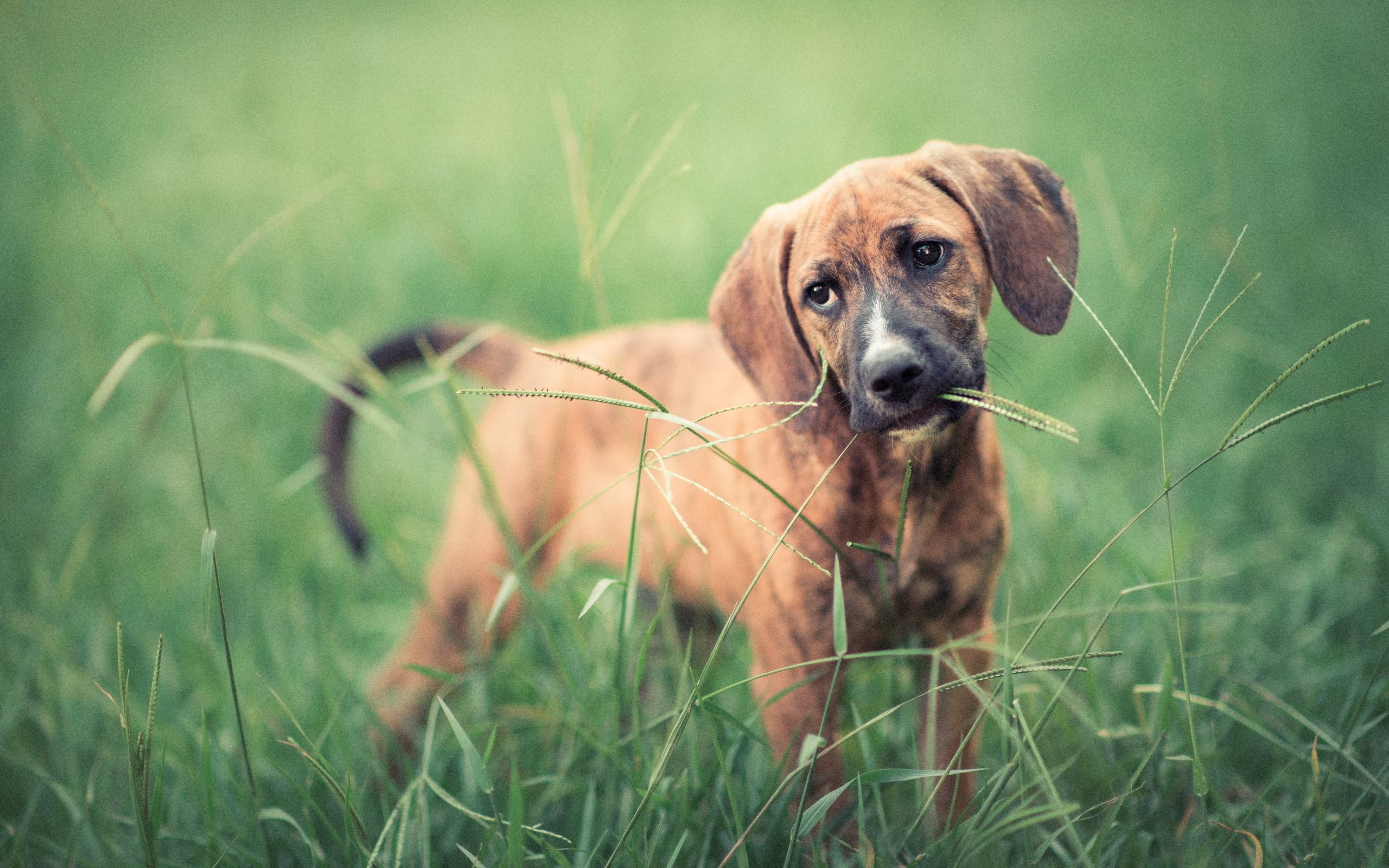 Собака взгляд трава бесплатно