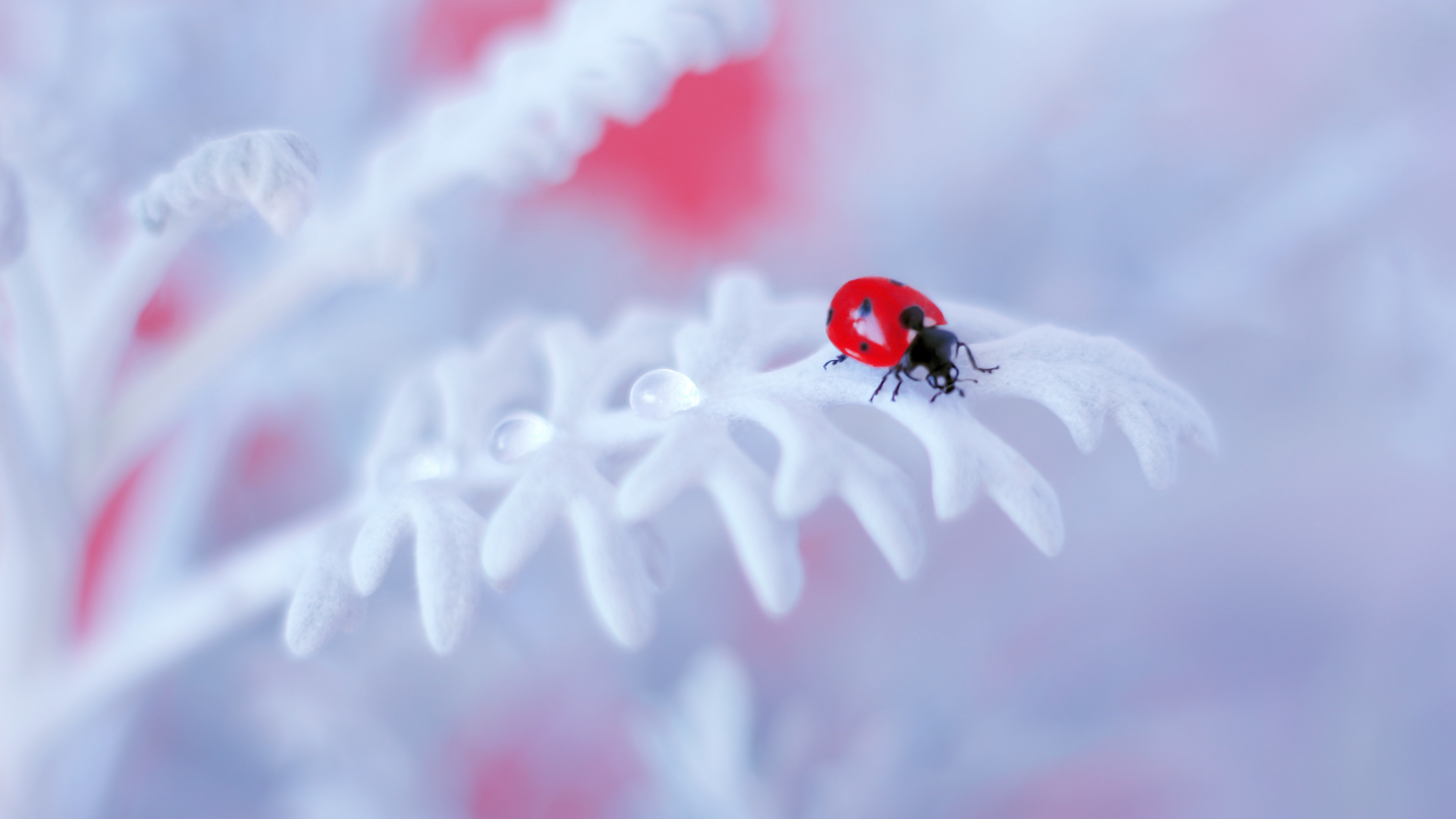 god, коровка, ladybug