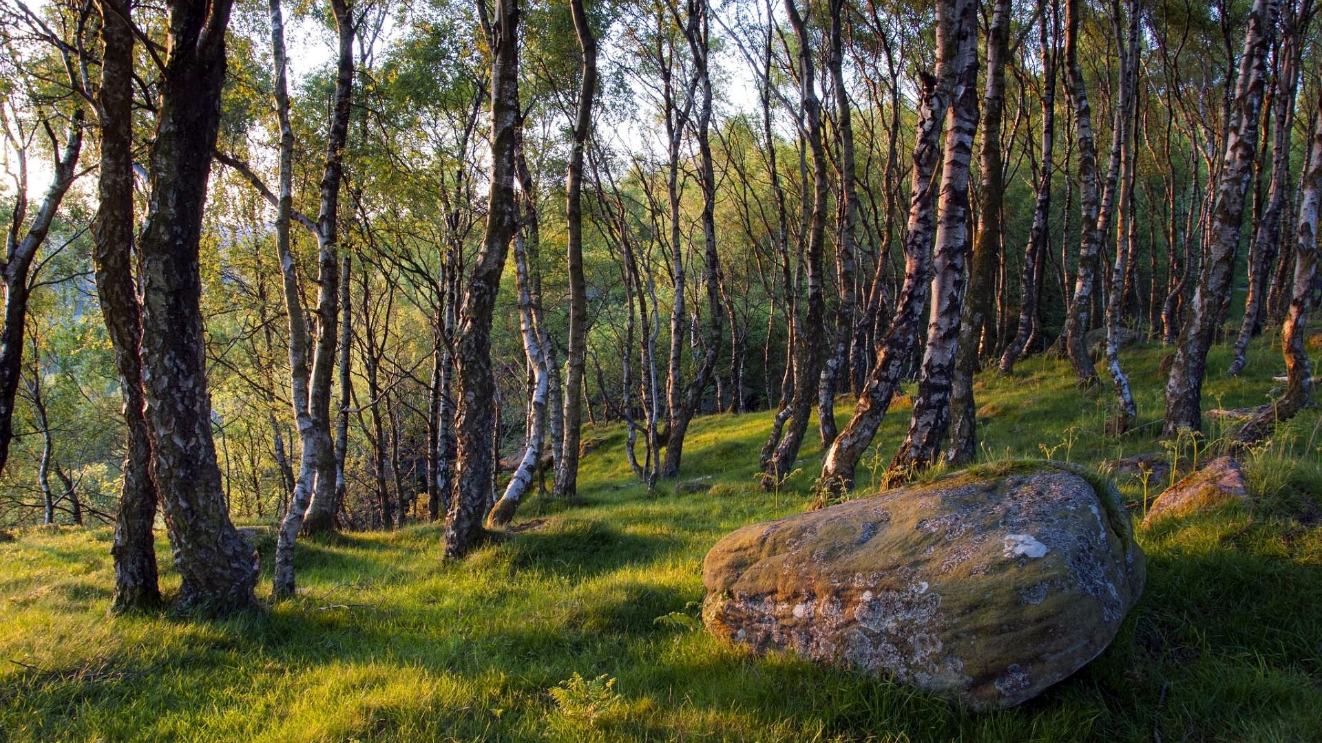 камень, весна, трава