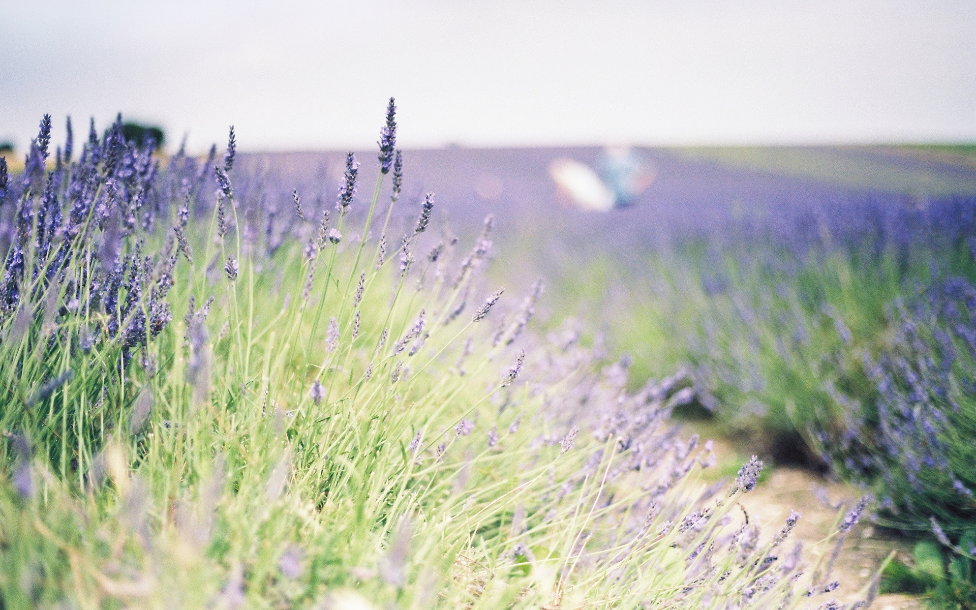 цветы, lavender, цвета