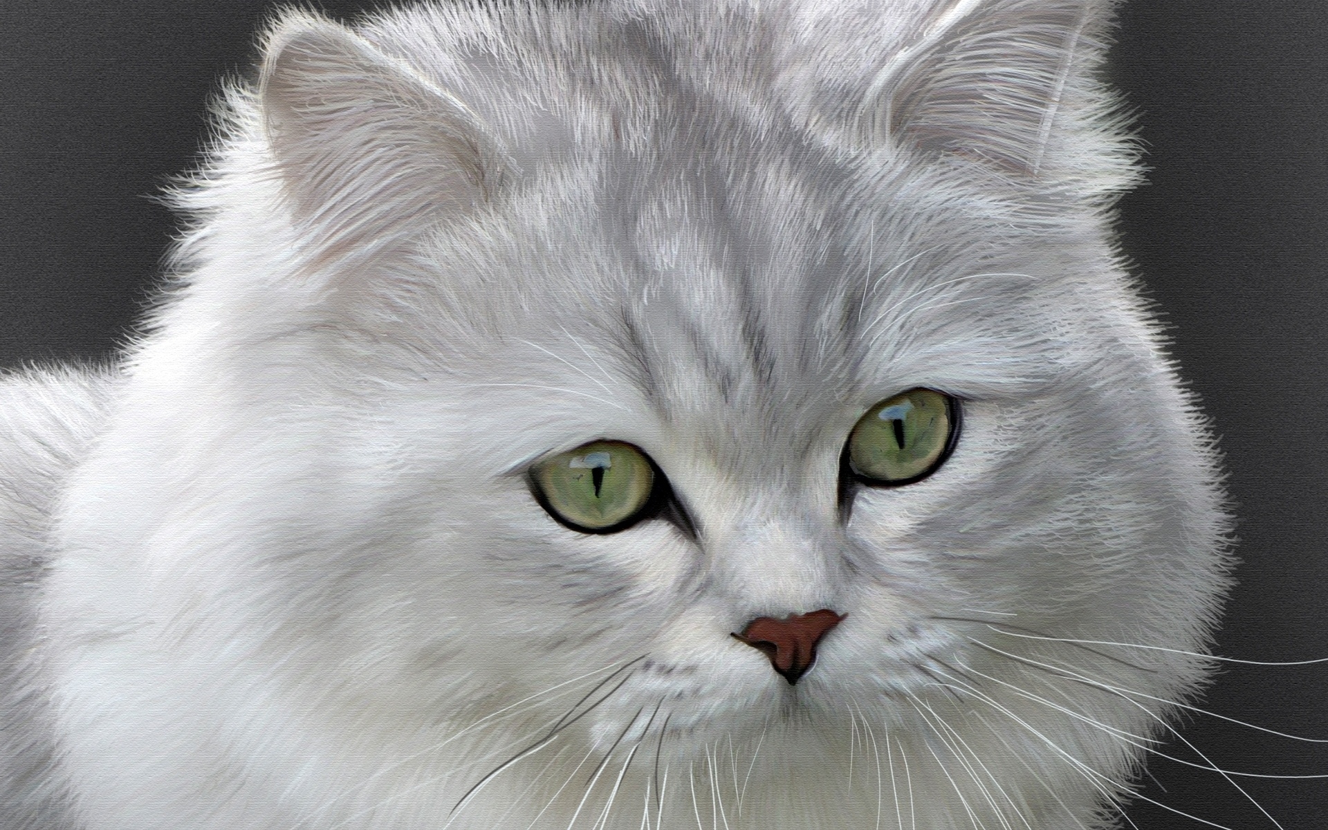 британская, кот, длинношерстная