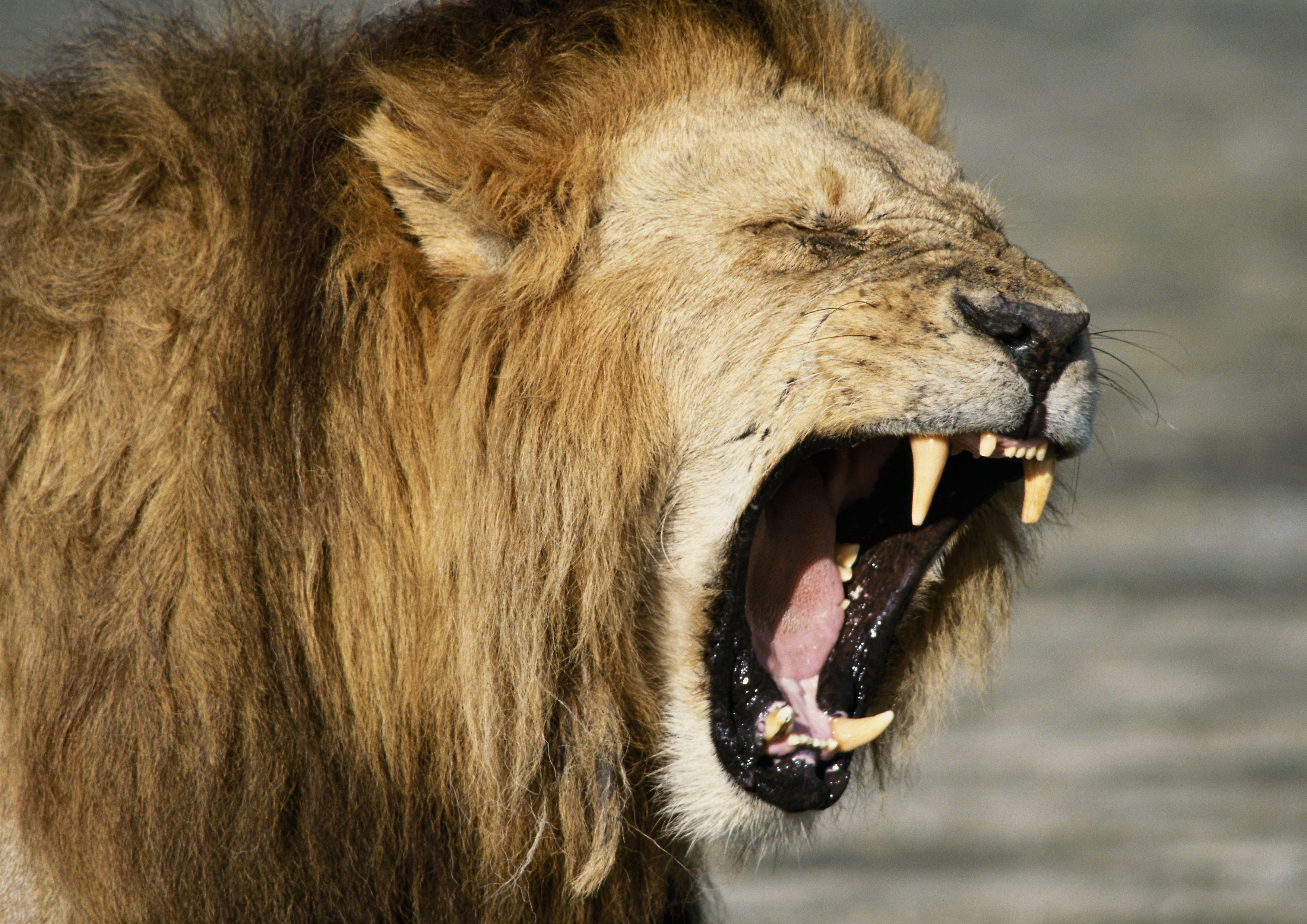 львица рык клыки пасть the lioness roar fangs mouth без смс
