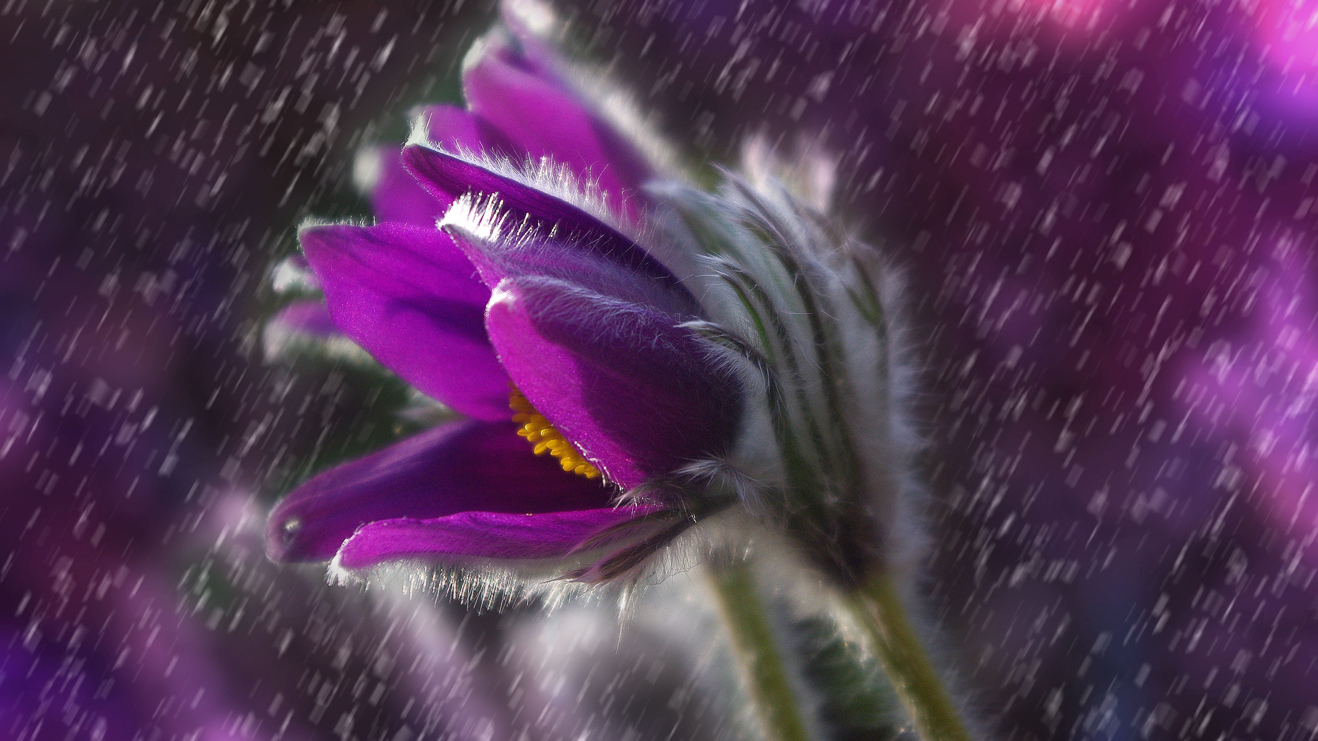 дождь, цветы, весна