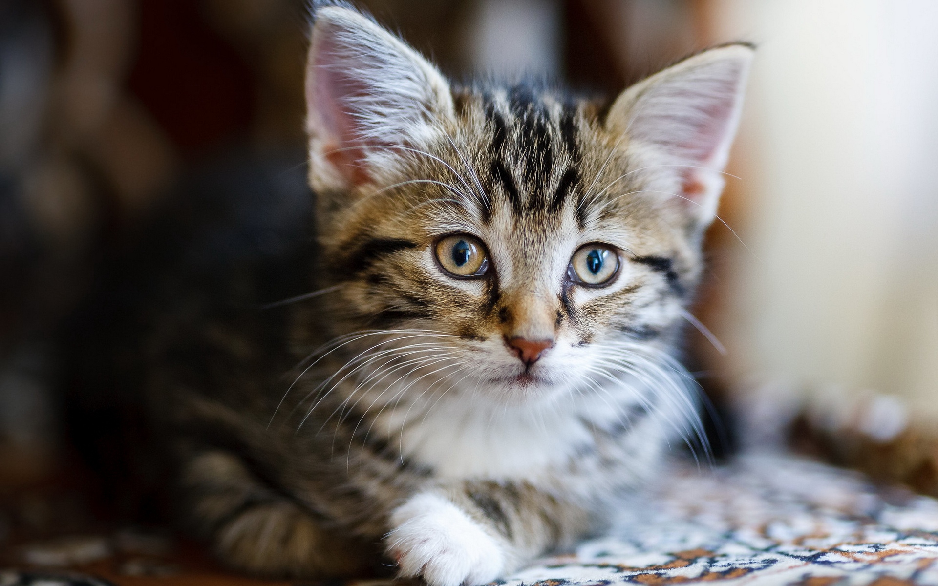 котенок, кот, животное